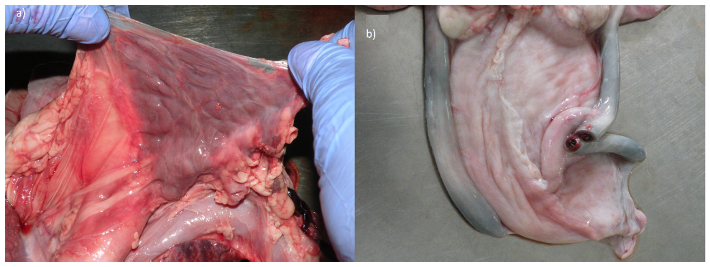 Animals 10 01615 g003 Animals 10 01615 g003