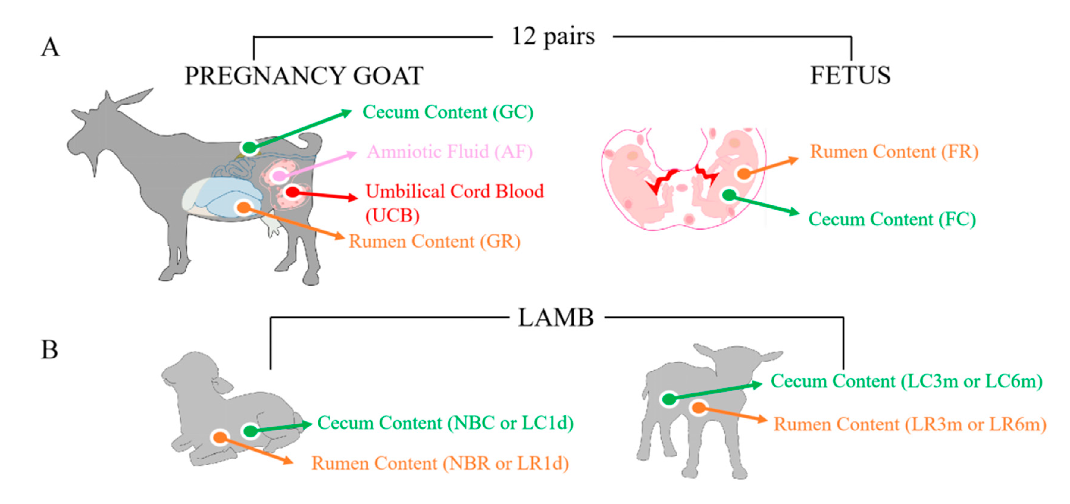 Animals | Free Full-Text | Exploring the Rumen and Cecum Microbial Community from Fetus to Adulthood in Goat Animals | Free Full-Text | Exploring the Rumen and Cecum Microbial Community from Fetus to Adulthood in Goat