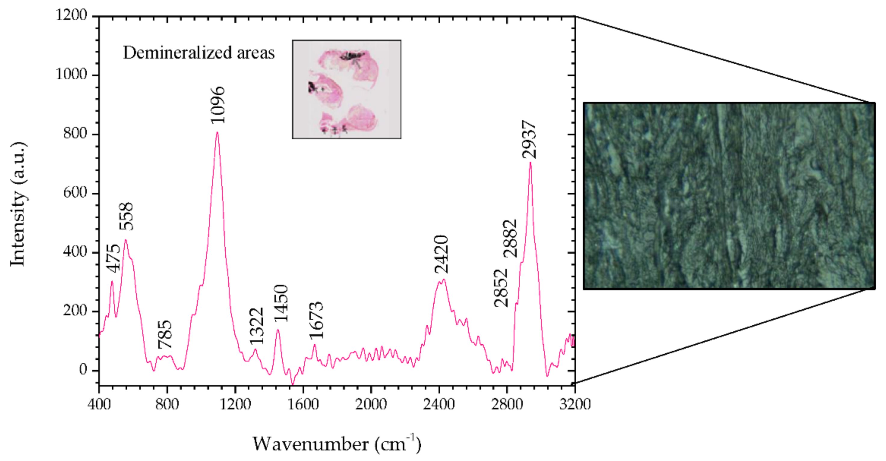 Animals 10 01652 g006