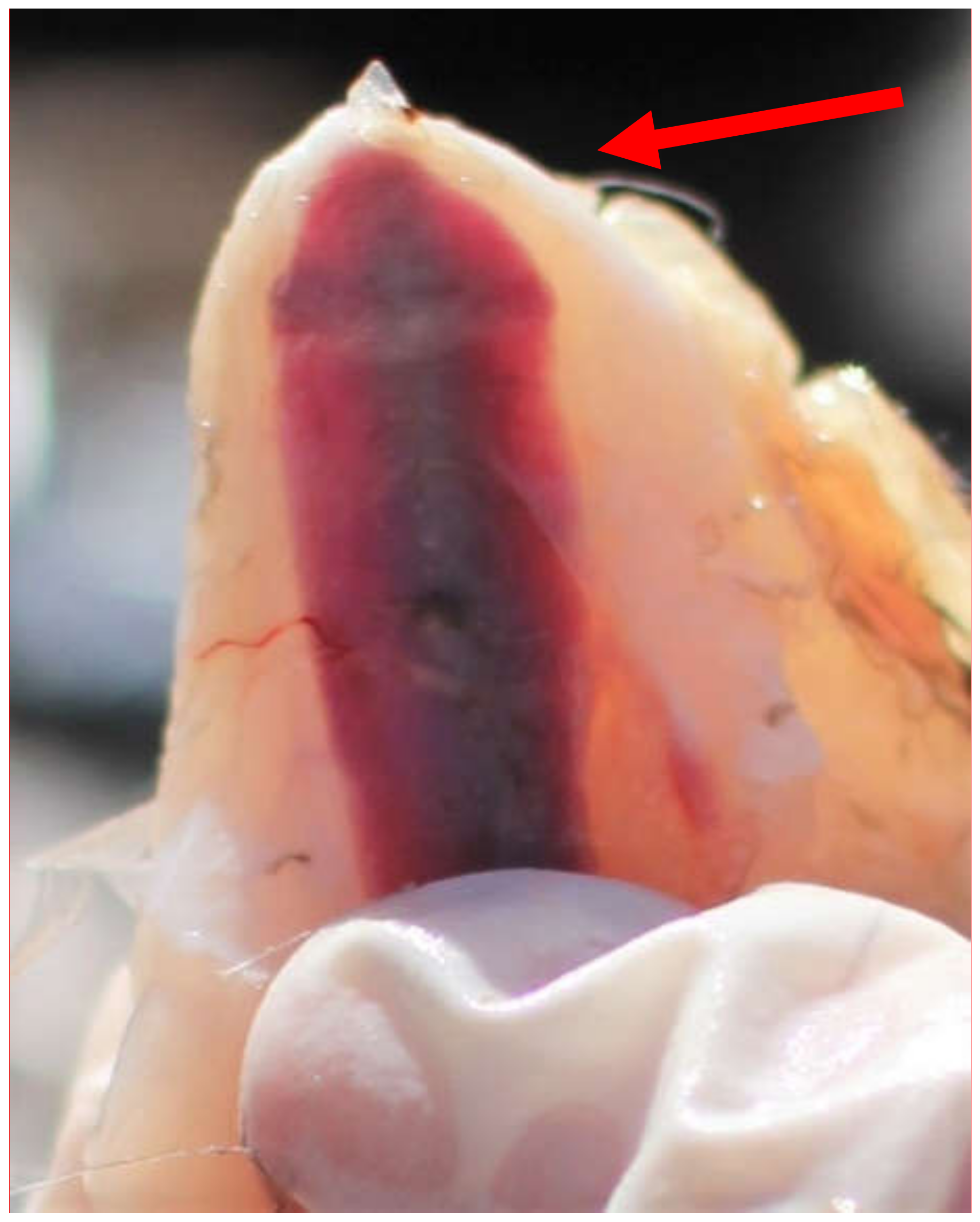 Animals 10 01655 g001 Animals 10 01655 g001