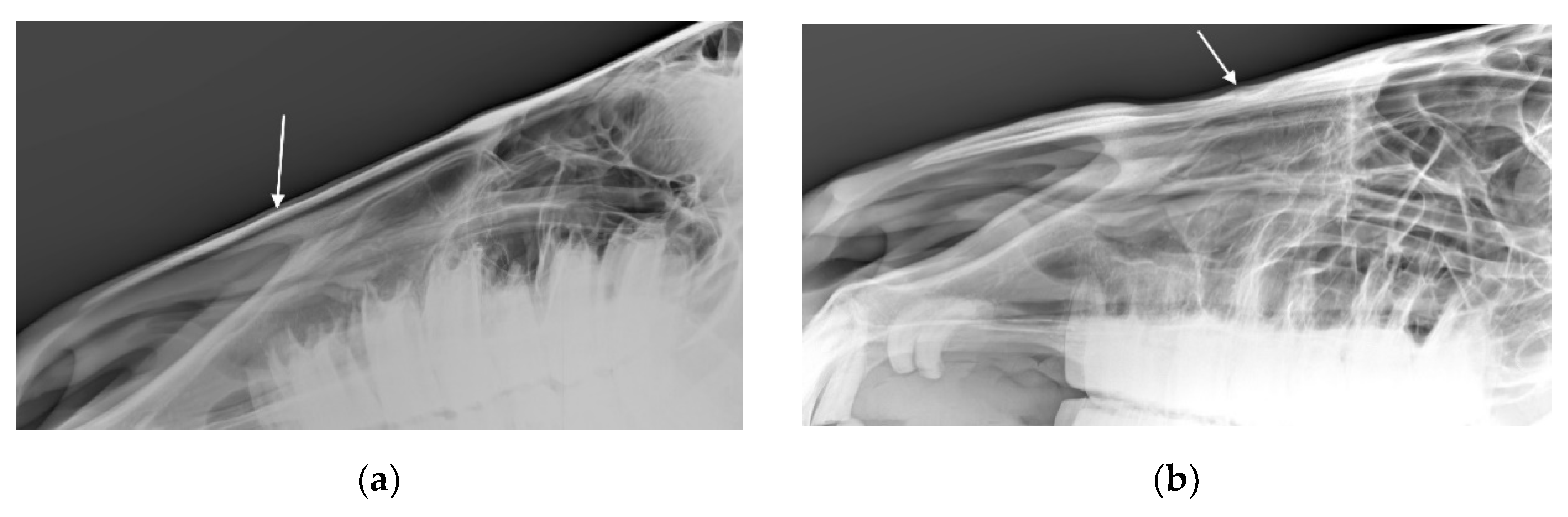 Animals 10 01661 g004