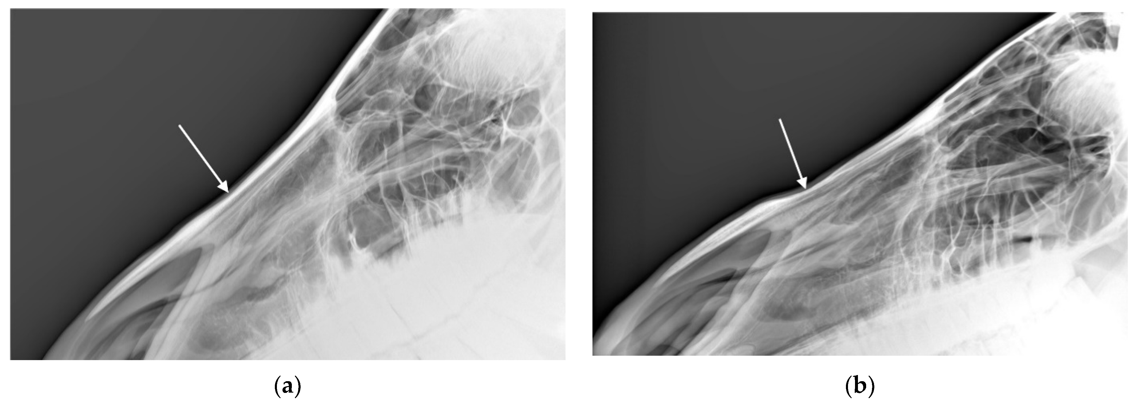 Animals 10 01661 g005