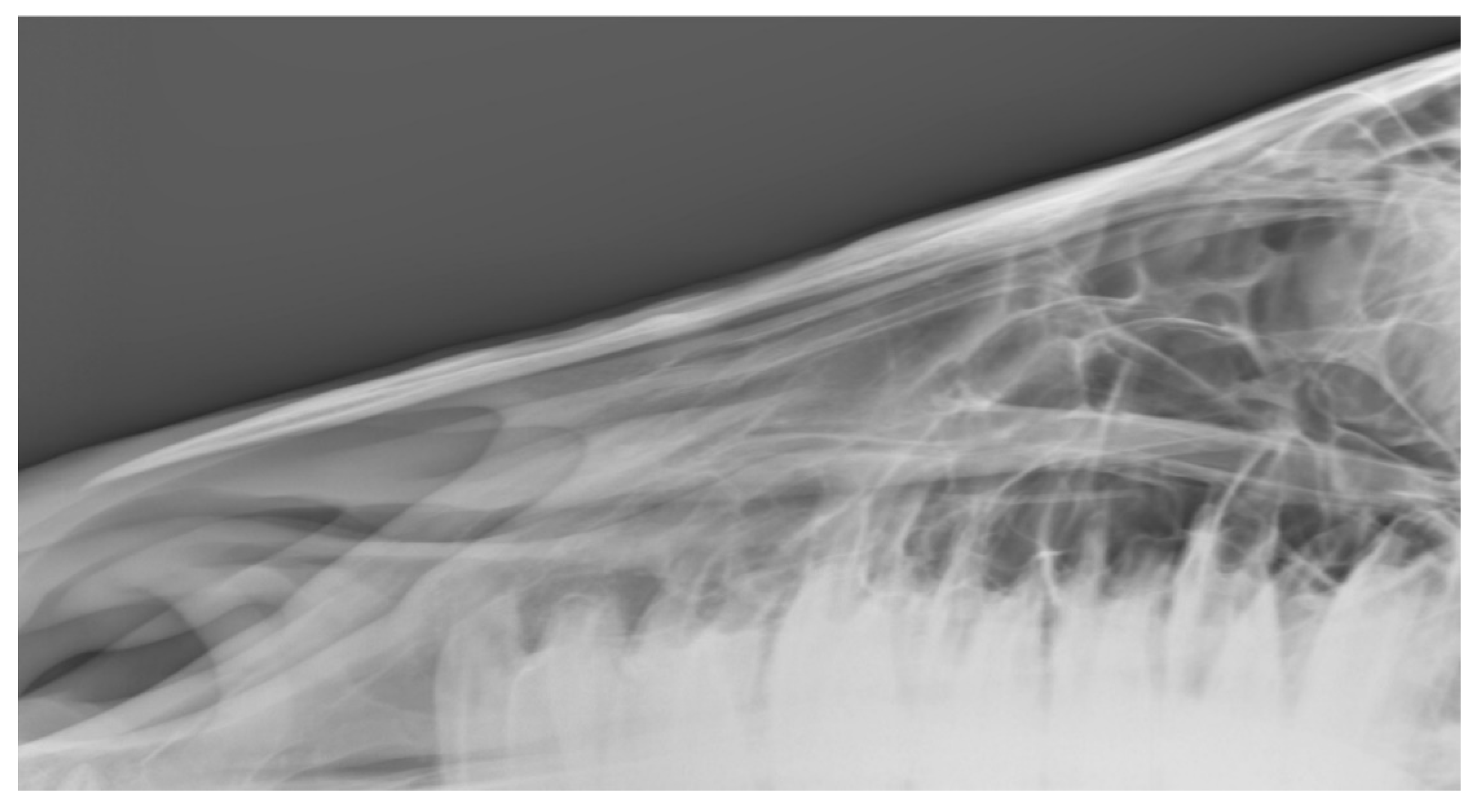 Animals 10 01661 g010