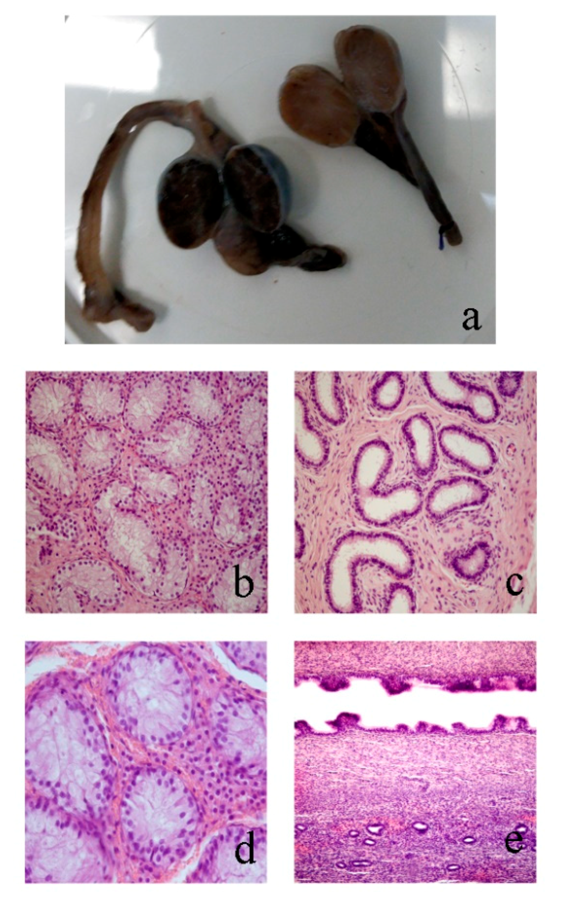 Animals 10 01667 g003