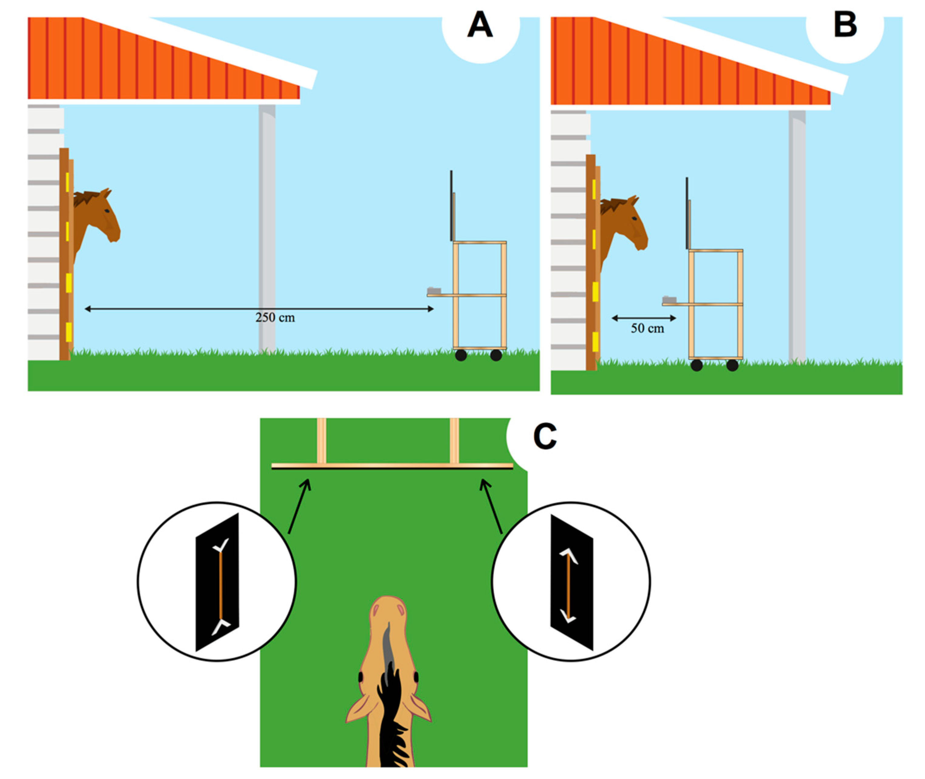 Animals Free Full Text Susceptibility To Size Visual Illusions In A Non Primate Mammal Equus Caballus Html
