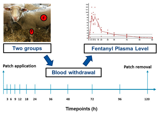 How to apply Fentanyl Patch? 