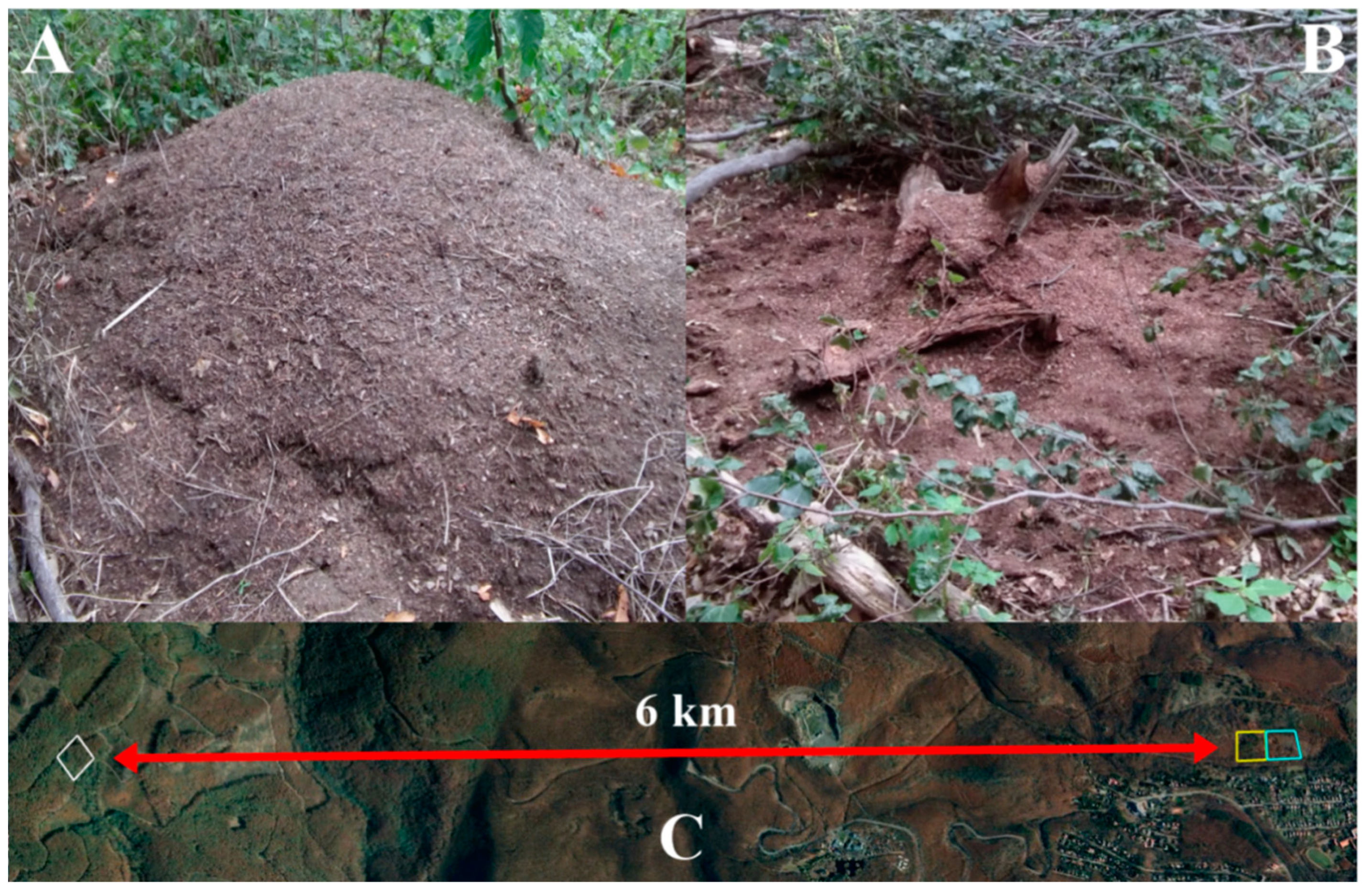 Animals 10 01677 g001