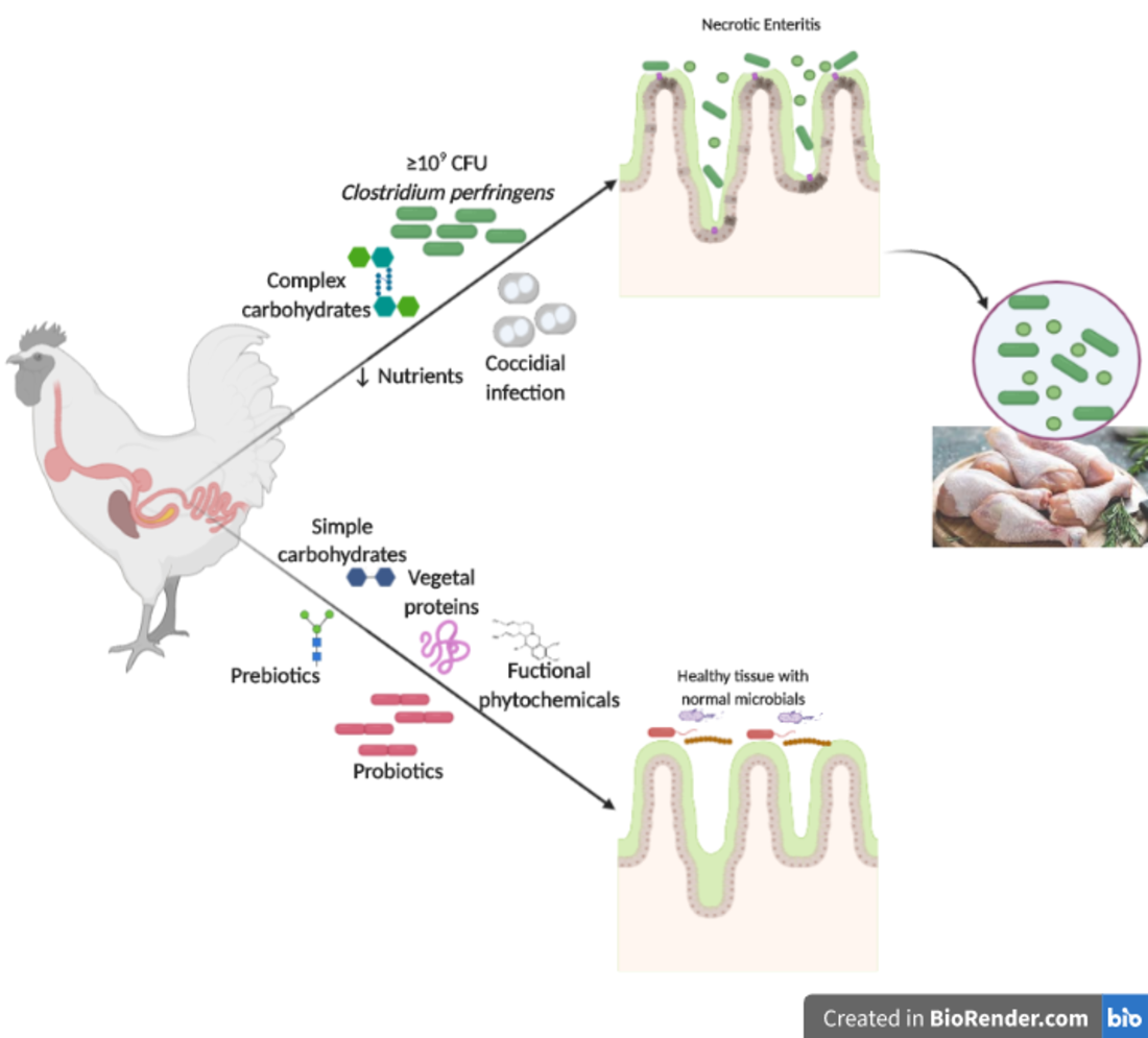 Animals Free FullText Clostridium perfringens as Foodborne