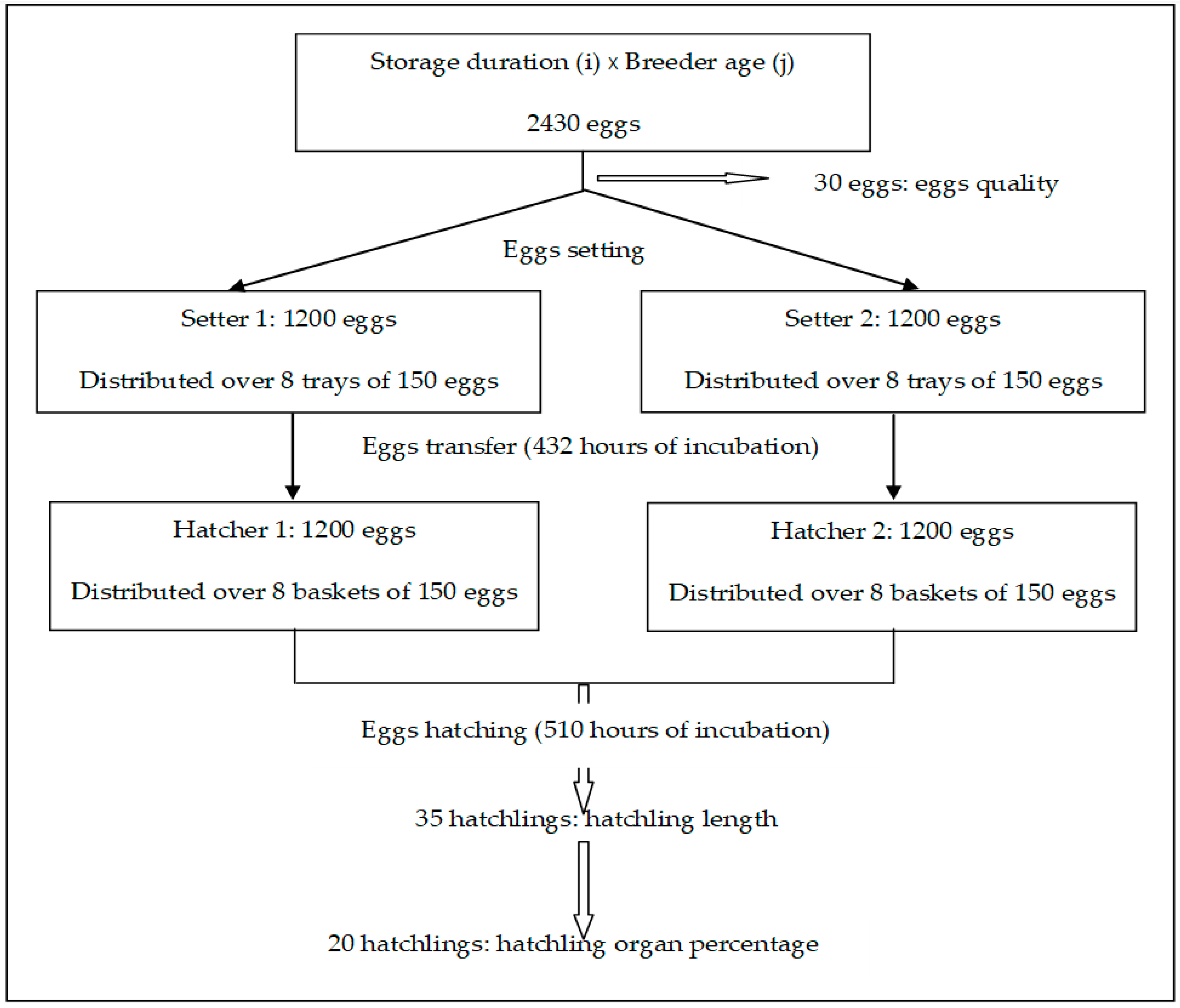 Animals Free Full Text Interactions Between Egg Storage Duration And Breeder Age On Selected Egg Quality Hatching Results And Chicken Quality Html