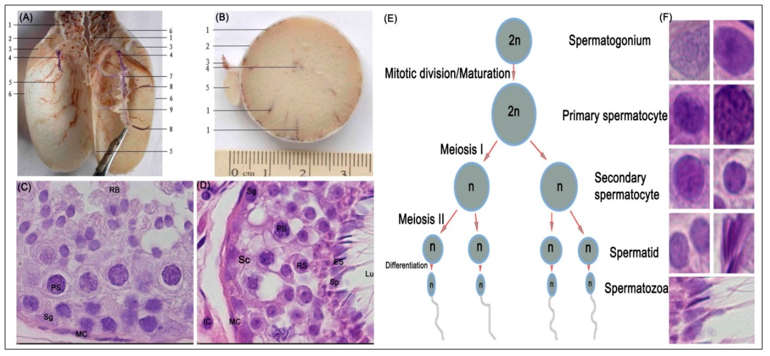 Animals 10 01731 g001