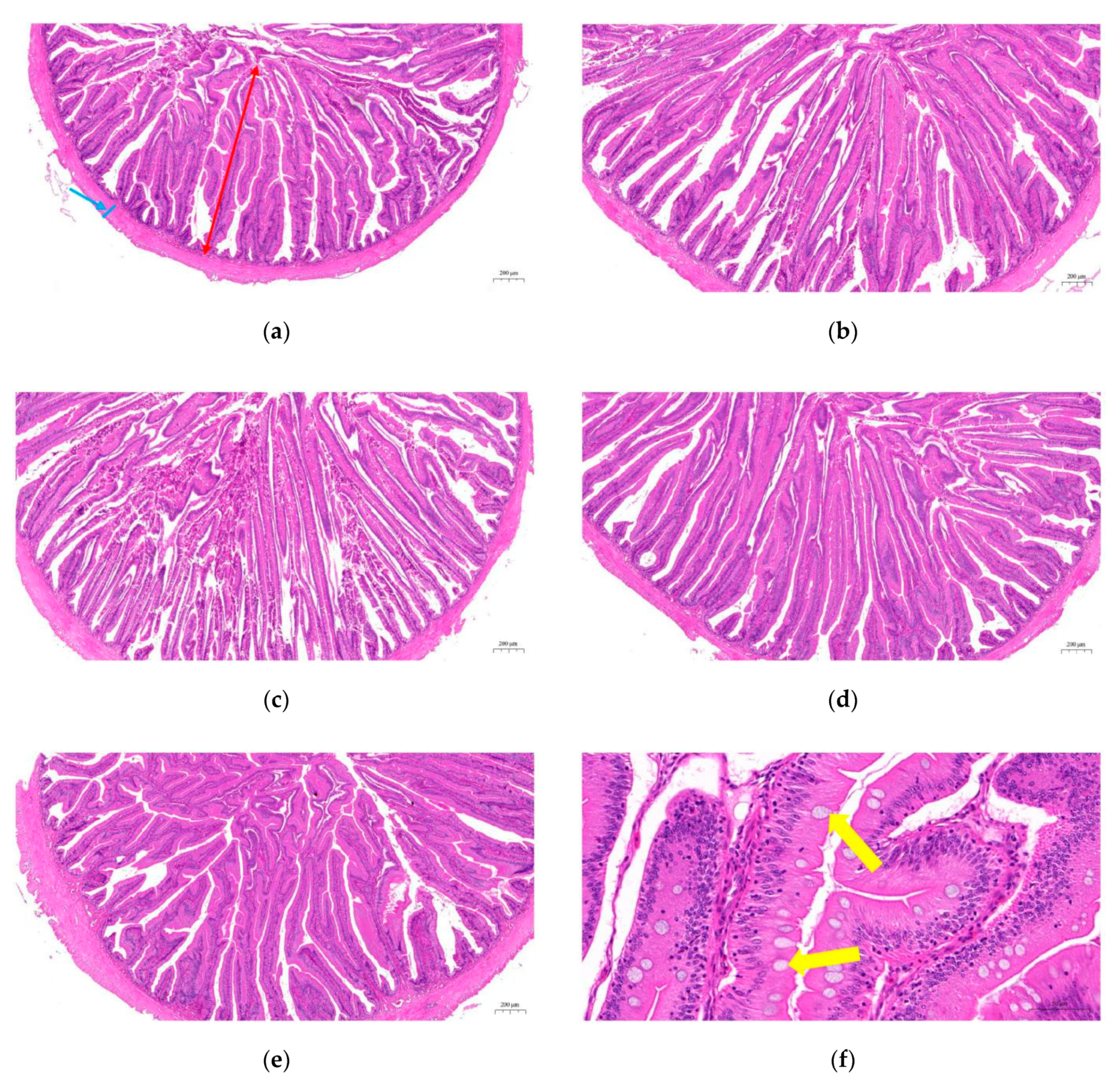 Animals 10 01744 g008