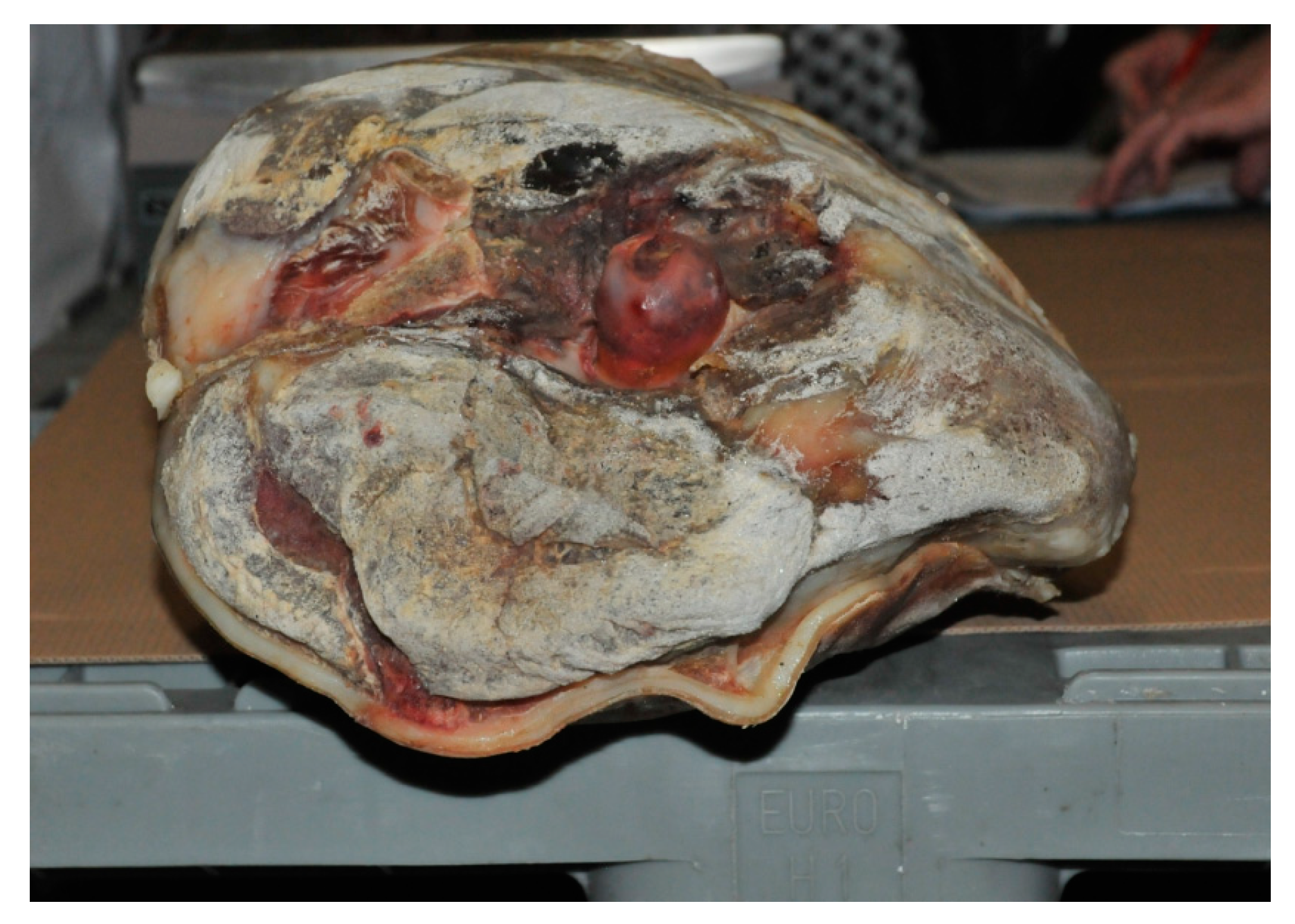 Animals 10 01754 g004 Animals 10 01754 g004