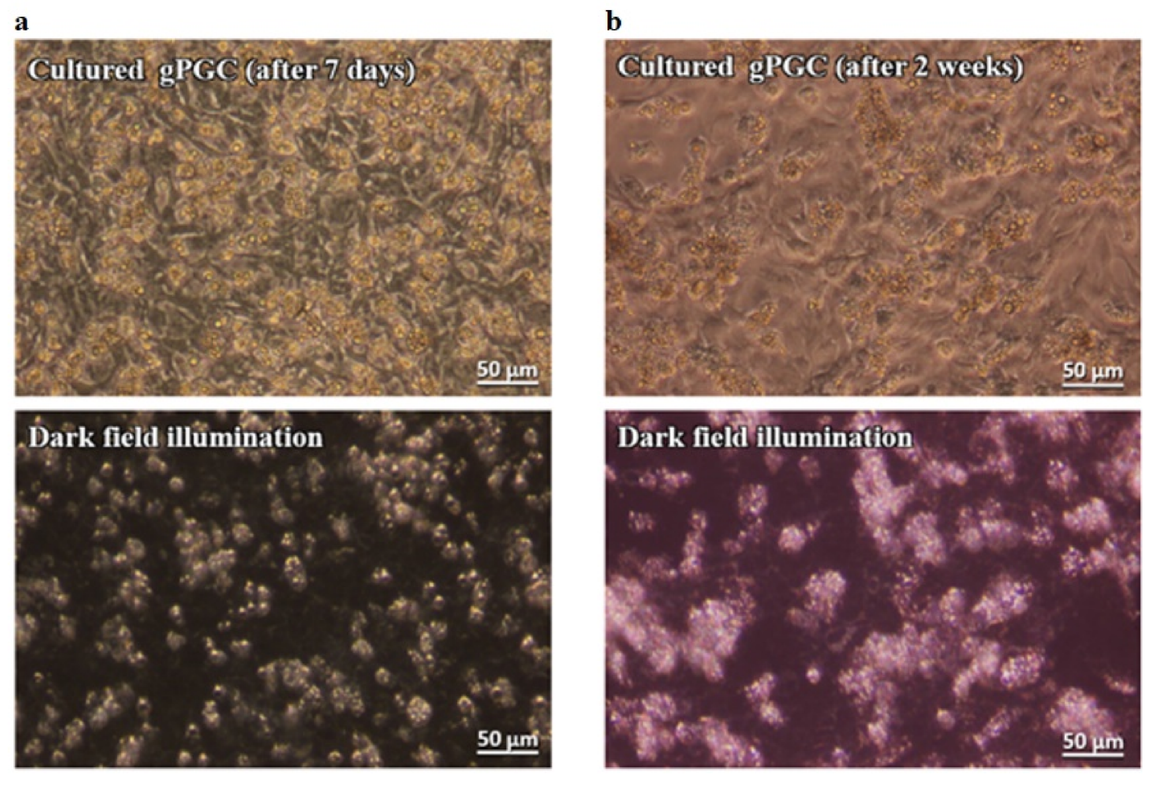 Animals 10 01769 g002