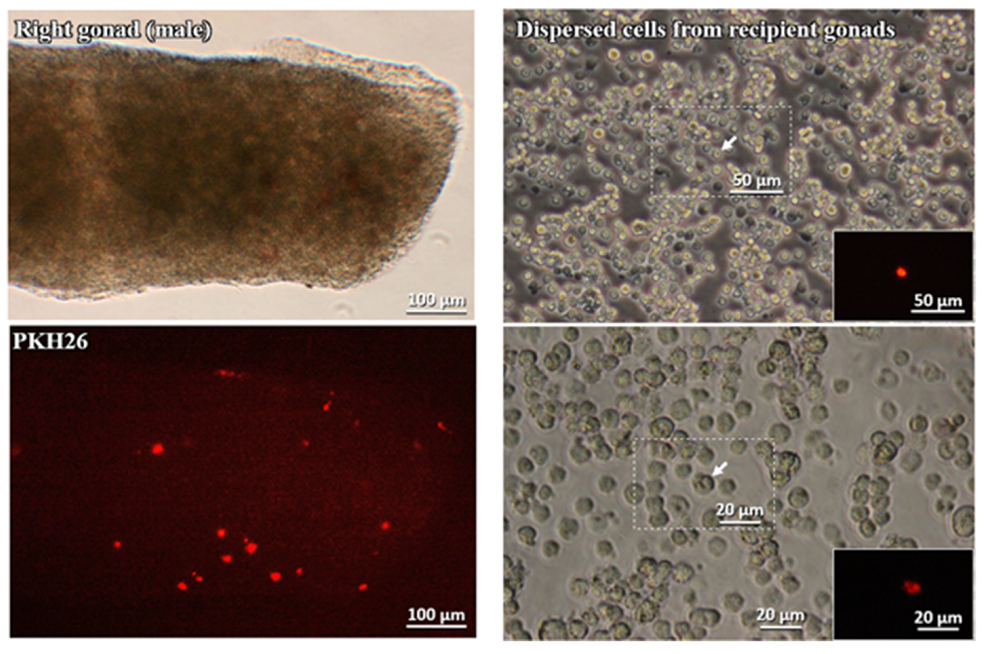 Animals 10 01769 g006