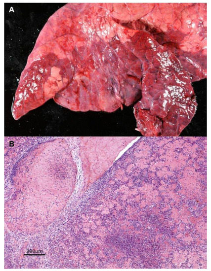 Animals | Free Full-Text | Production Significance of Bovine Respiratory Disease Lesions in Slaughtered Beef Cattle Animals | Free Full-Text | Production Significance of Bovine Respiratory Disease Lesions in Slaughtered Beef Cattle