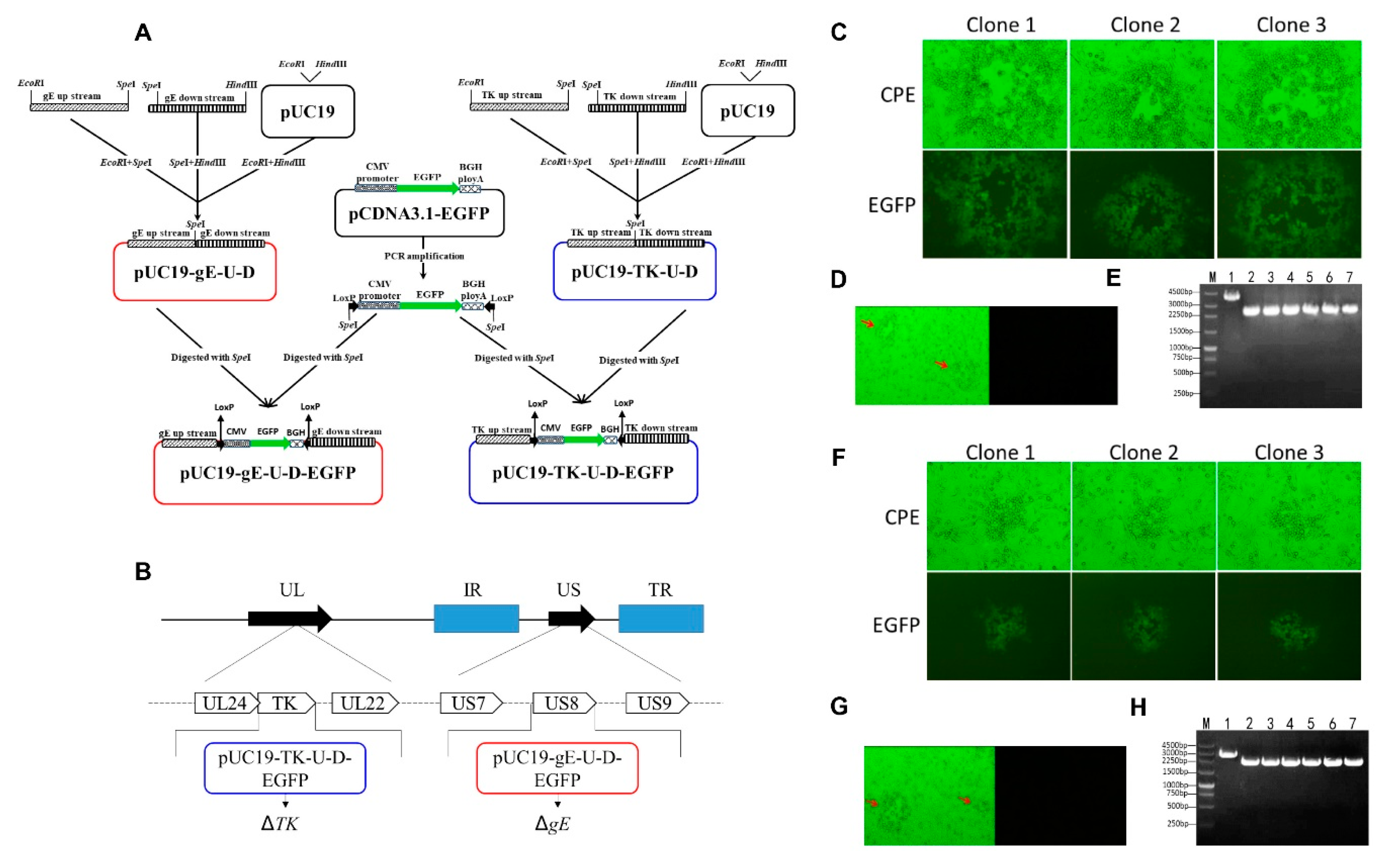 Animals 10 01804 g004 Animals 10 01804 g004