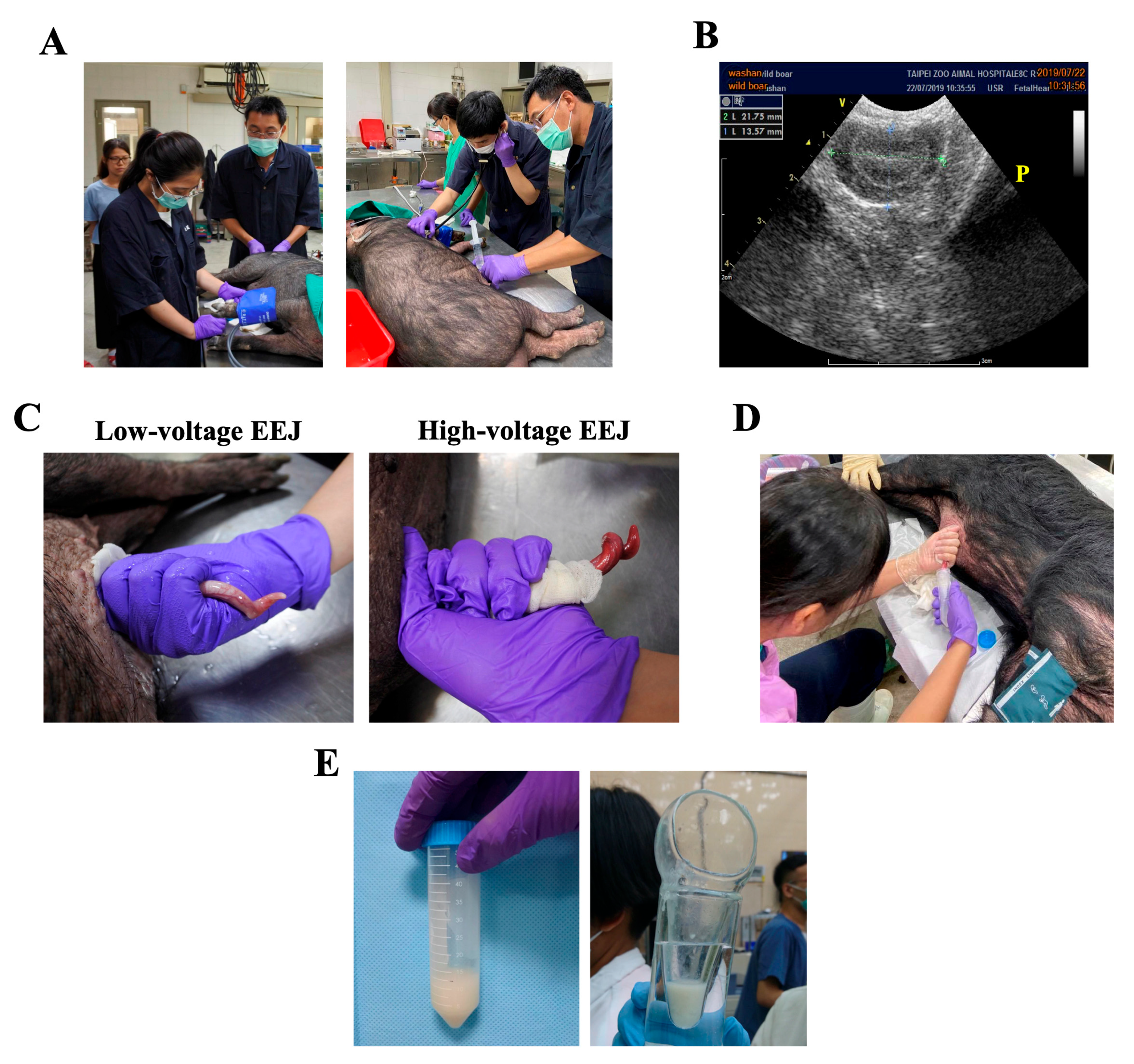 Animals | Free Full-Text | Novel Low-Voltage Electro-Ejaculation Approach  for Sperm Collection from Zoo Captive Lanyu Miniature Pigs (Sus barbatus  sumatranus)