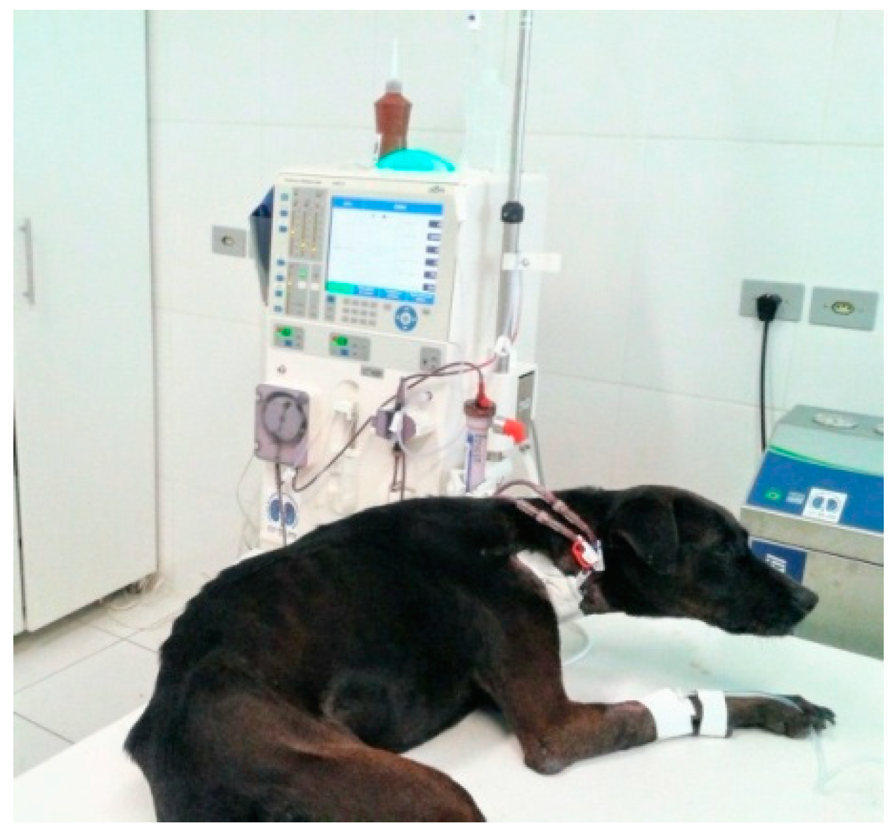 Animals Free FullText Heart Rate Variability and