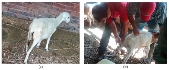 Animals | Free Full-Text | Relationship between Vitamin B12 and Cobalt Metabolism in Domestic Ruminant: An Update Animals | Free Full-Text | Relationship between Vitamin B12 and Cobalt Metabolism in Domestic Ruminant: An Update