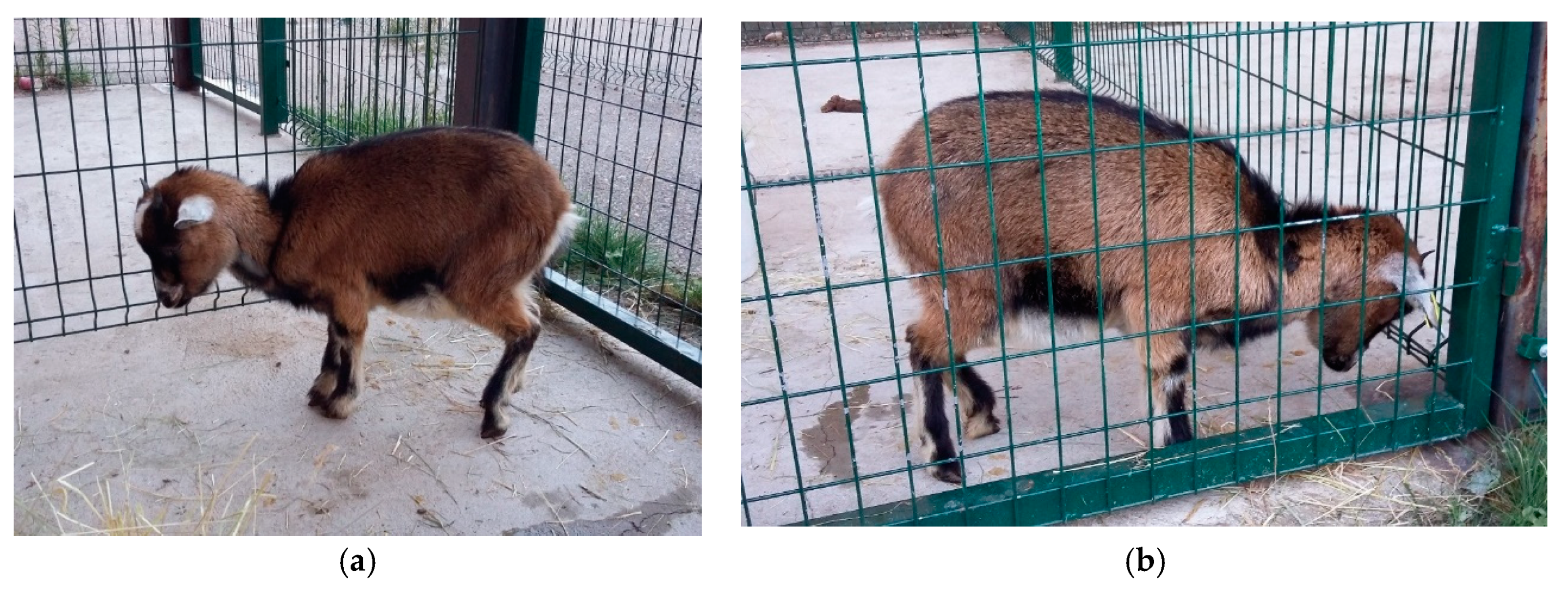 Animals | Free Full-Text | Relationship between Vitamin B12 and Cobalt Metabolism in Domestic Ruminant: An Update Animals | Free Full-Text | Relationship between Vitamin B12 and Cobalt Metabolism in Domestic Ruminant: An Update