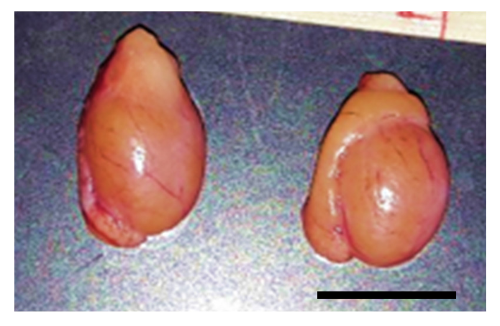 Animals 10 01865 g001