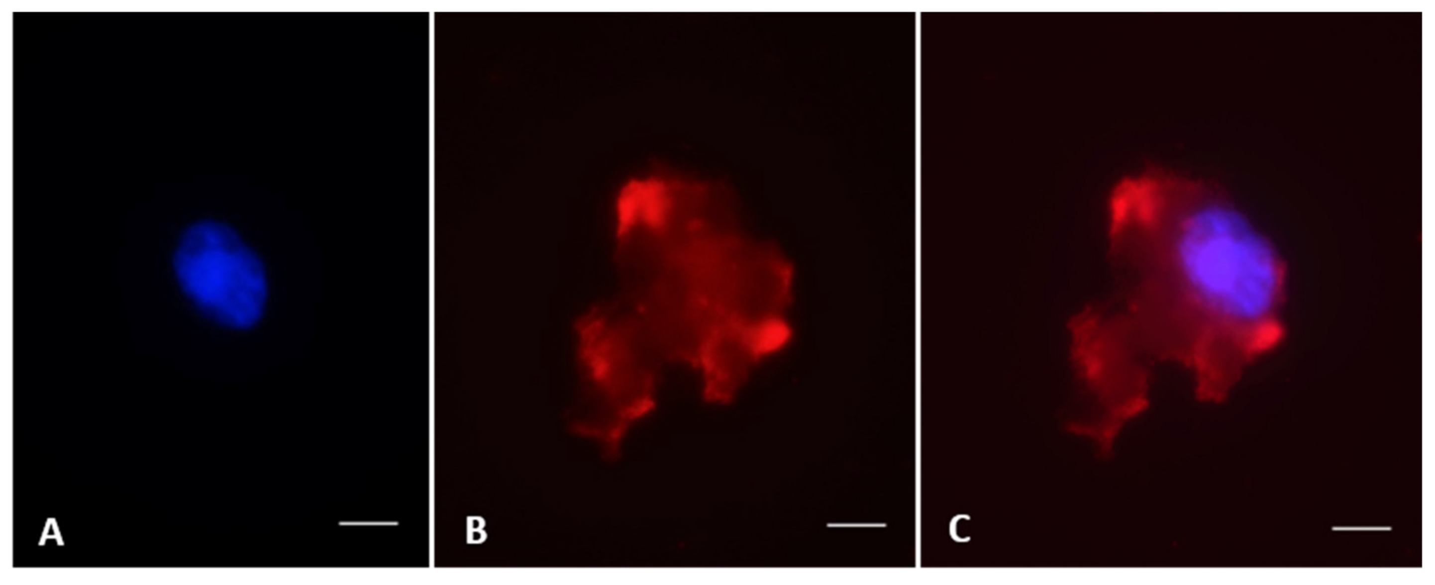 Animals 10 01865 g004