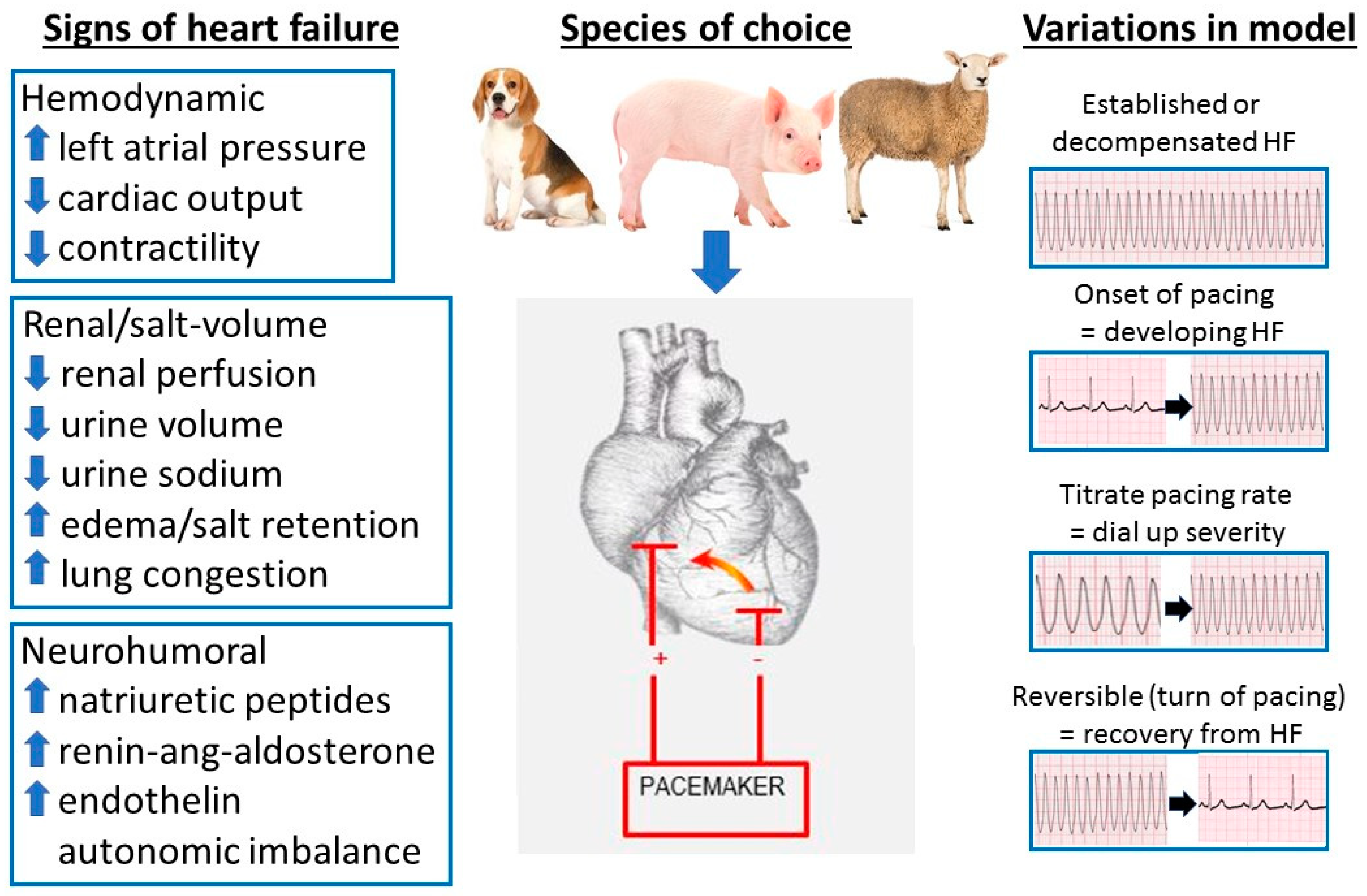 Animals | Free Full-Text | Large Animal Models of Heart Failure: Reduced vs. Preserved Ejection Fraction Animals | Free Full-Text | Large Animal Models of Heart Failure: Reduced vs. Preserved Ejection Fraction