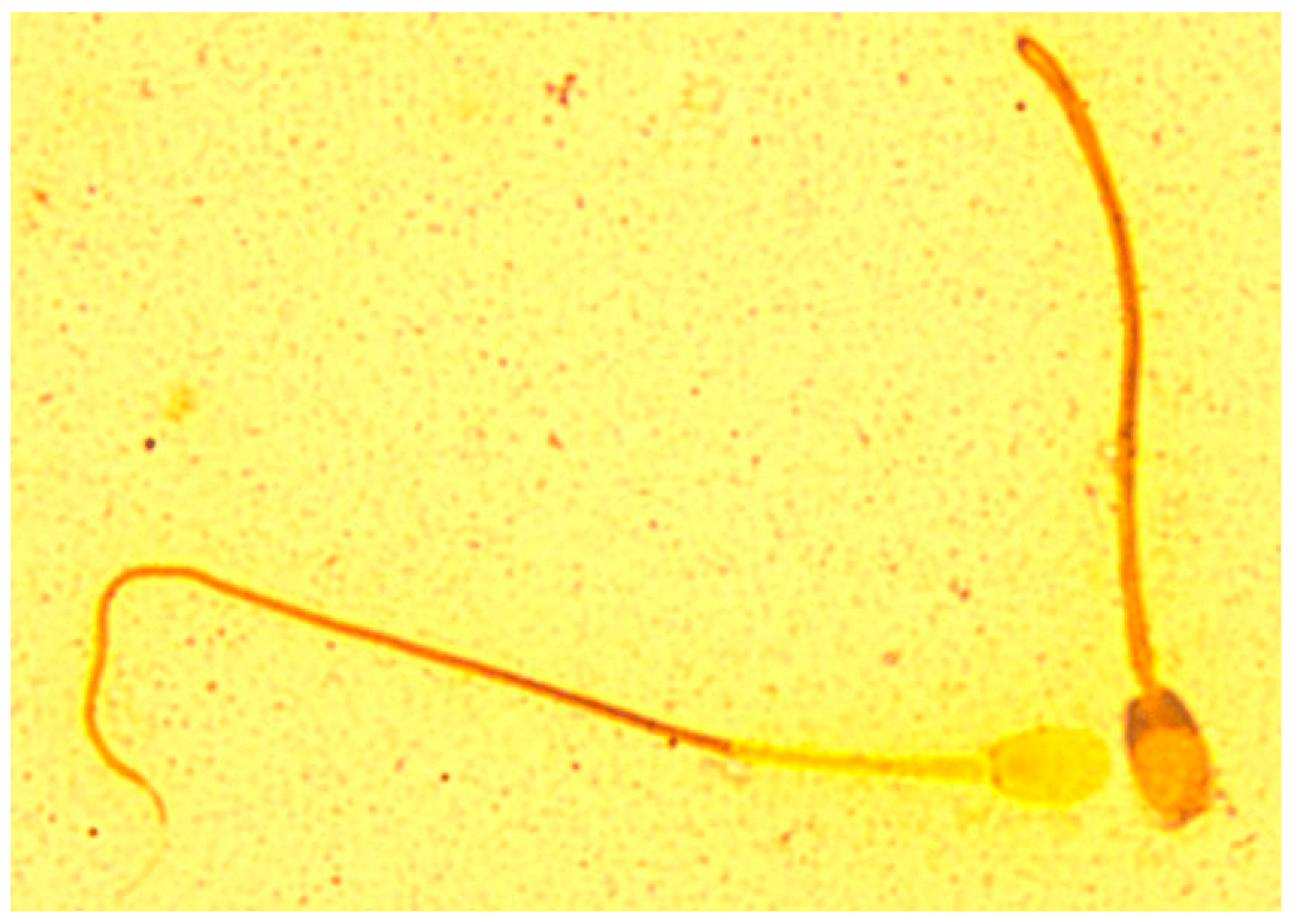 Animals 10 01927 g001