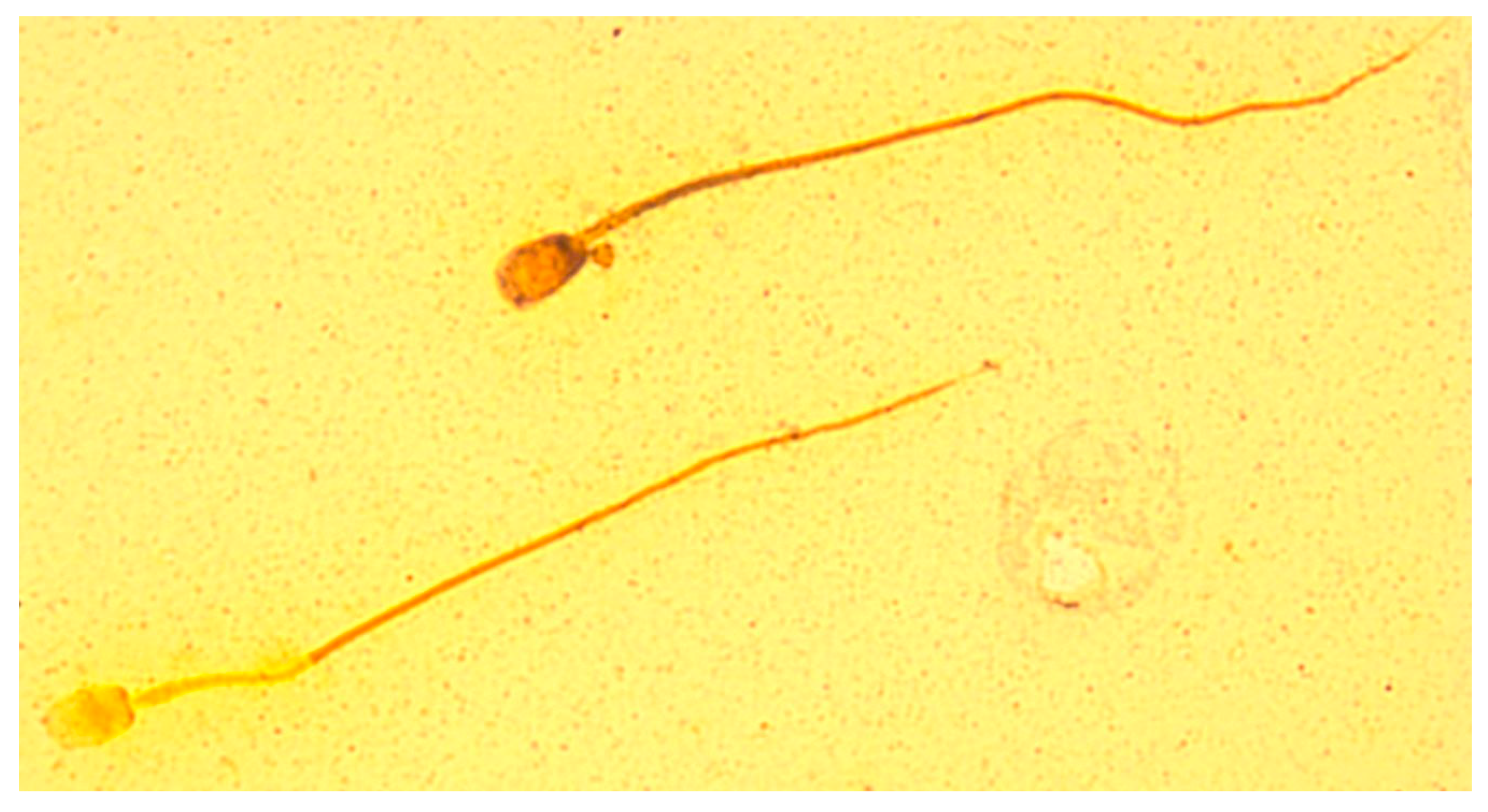 Animals 10 01927 g002