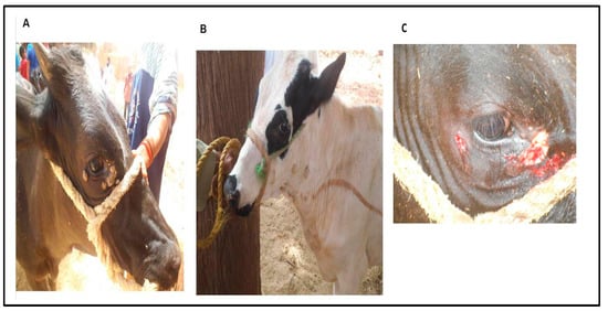 Papillomatosis in cows. Papillomatosis cow, Papillomatosis cows - Papilloma in a cow