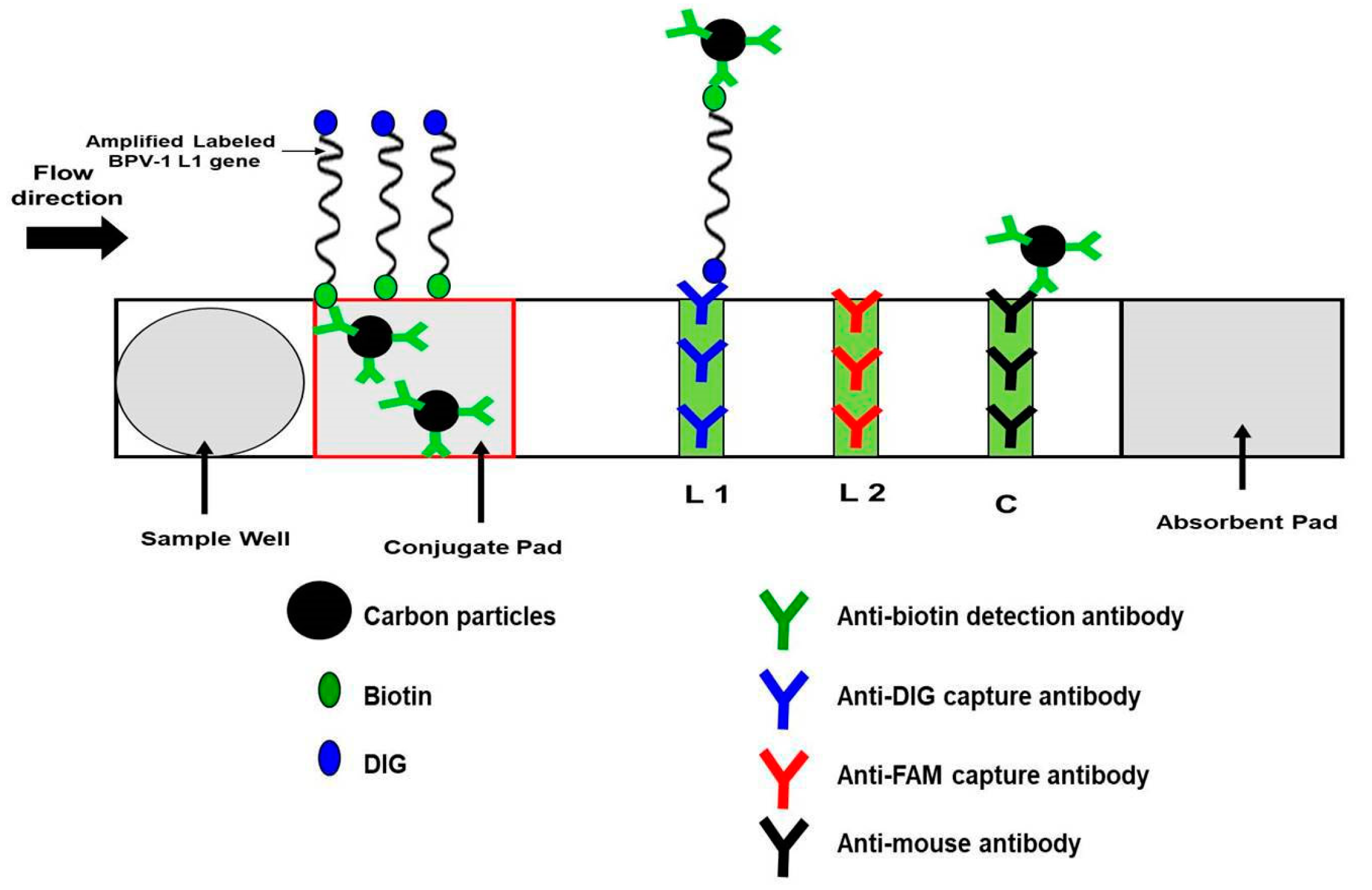 Animals 10 01929 g003
