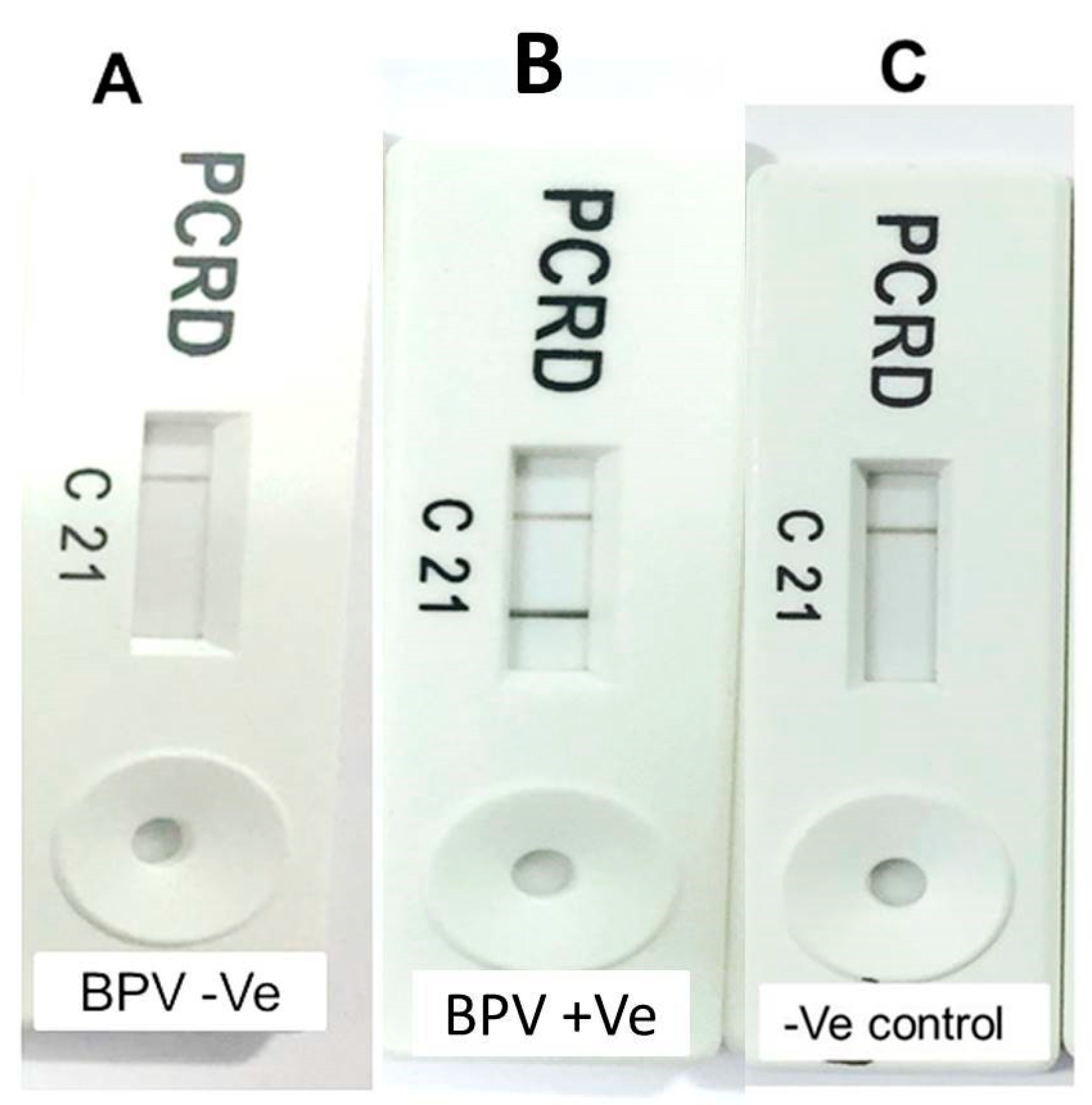 Animals 10 01929 g004