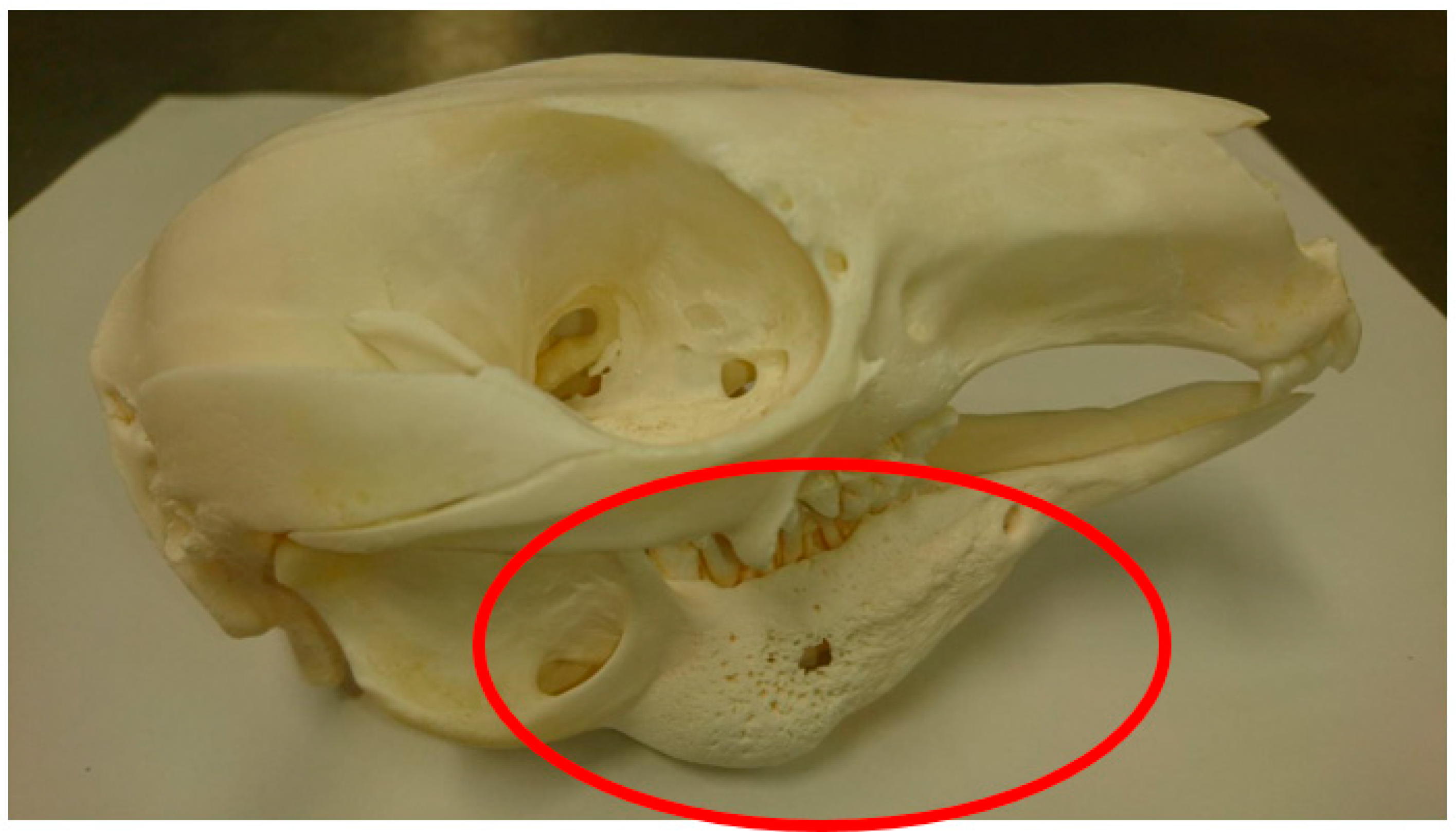 Animals 10 01954 g002 Animals 10 01954 g002