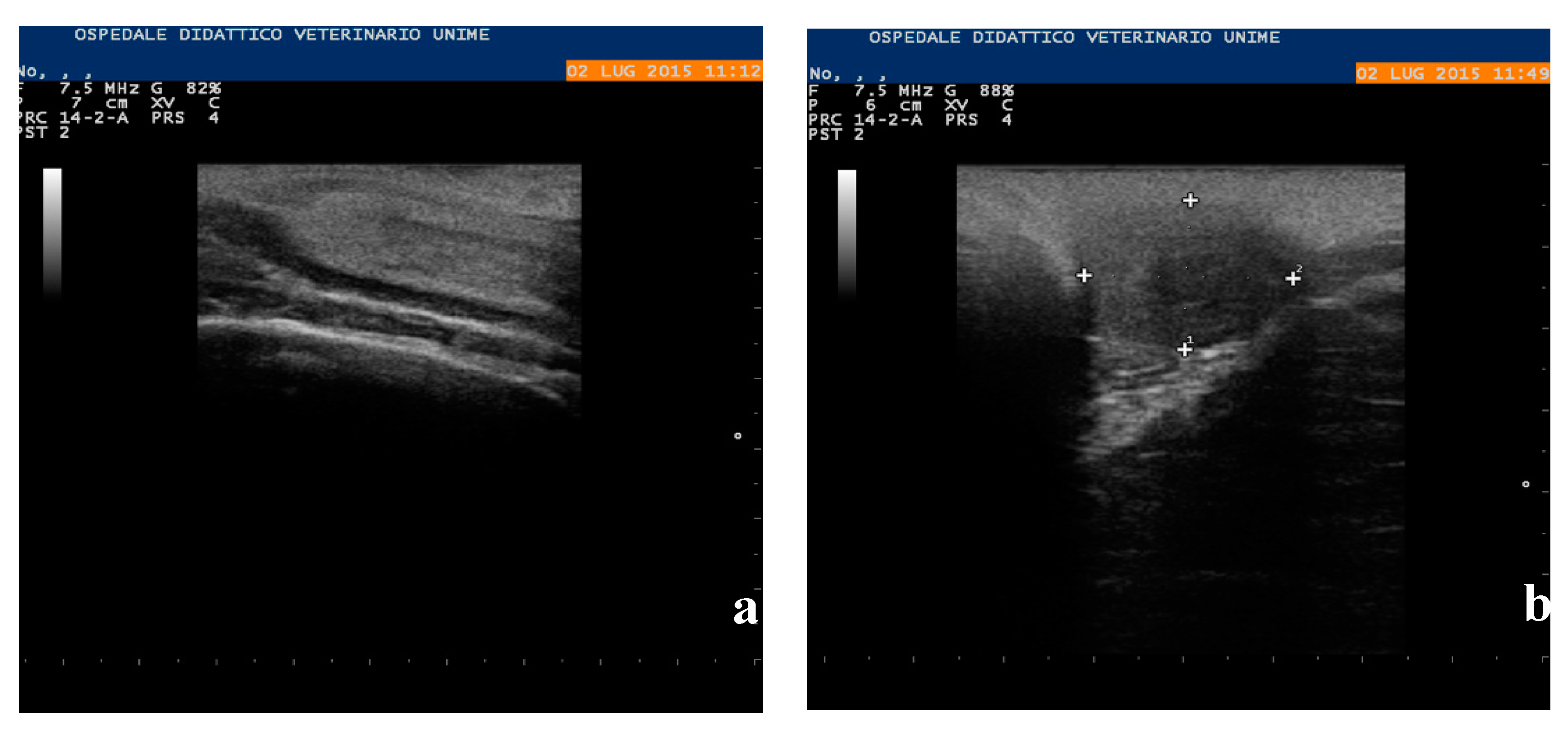 Animals 10 01963 g003