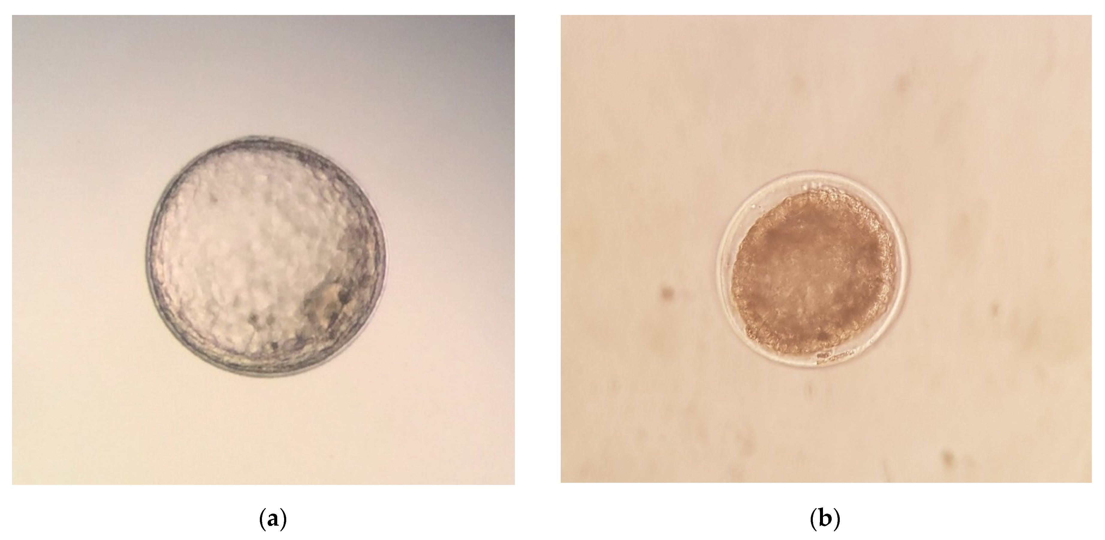 Animals | Free Full-Text | Factors Affecting Embryo Recovery Rate, Quality, and Diameter in Andalusian Donkey Jennies Animals | Free Full-Text | Factors Affecting Embryo Recovery Rate, Quality, and Diameter in Andalusian Donkey Jennies