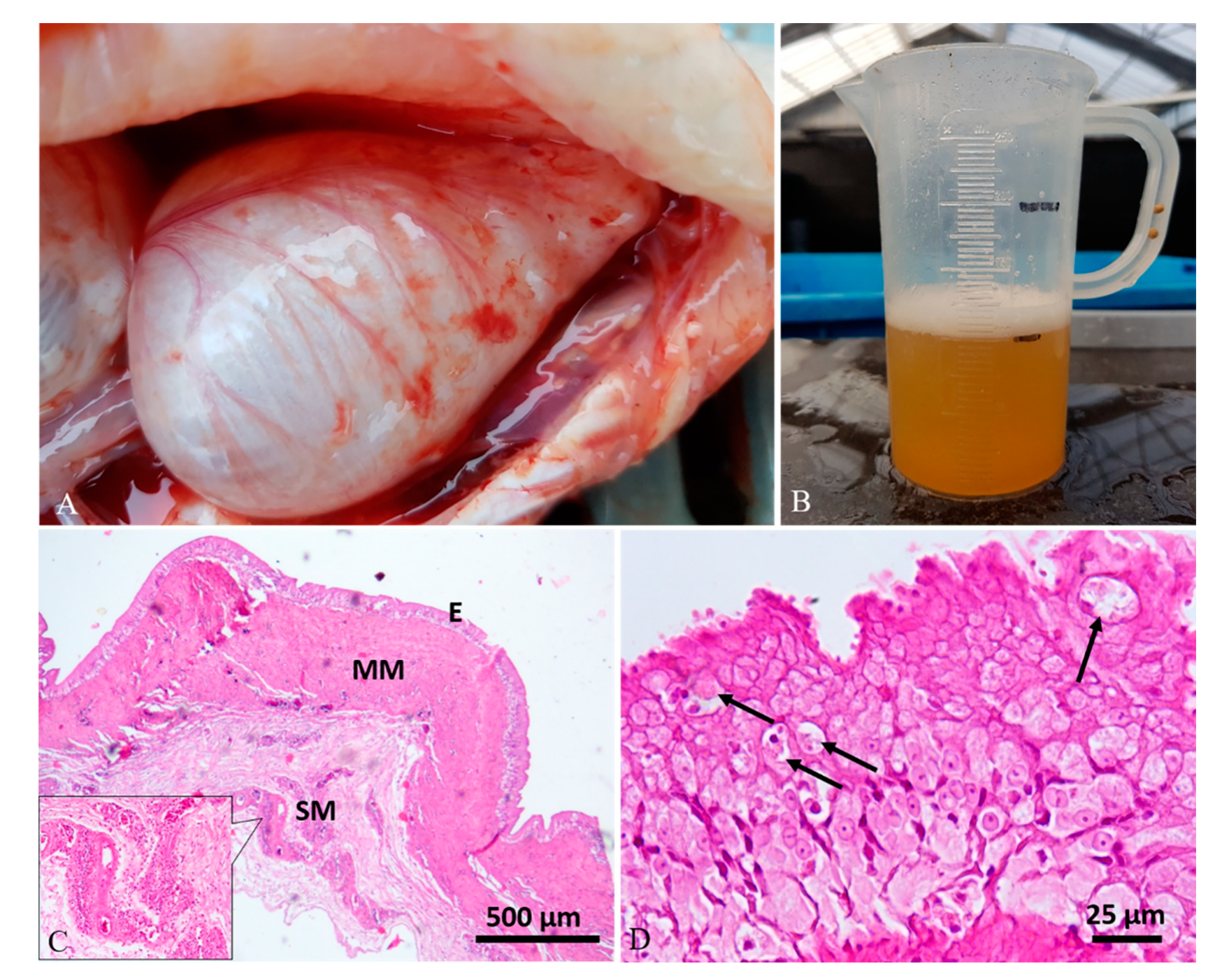 Animals 10 01974 g001