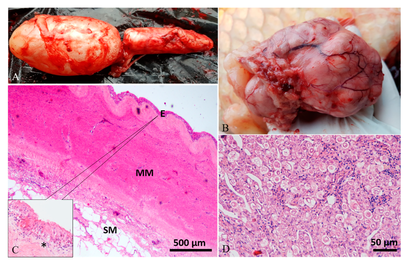 Animals 10 01974 g004