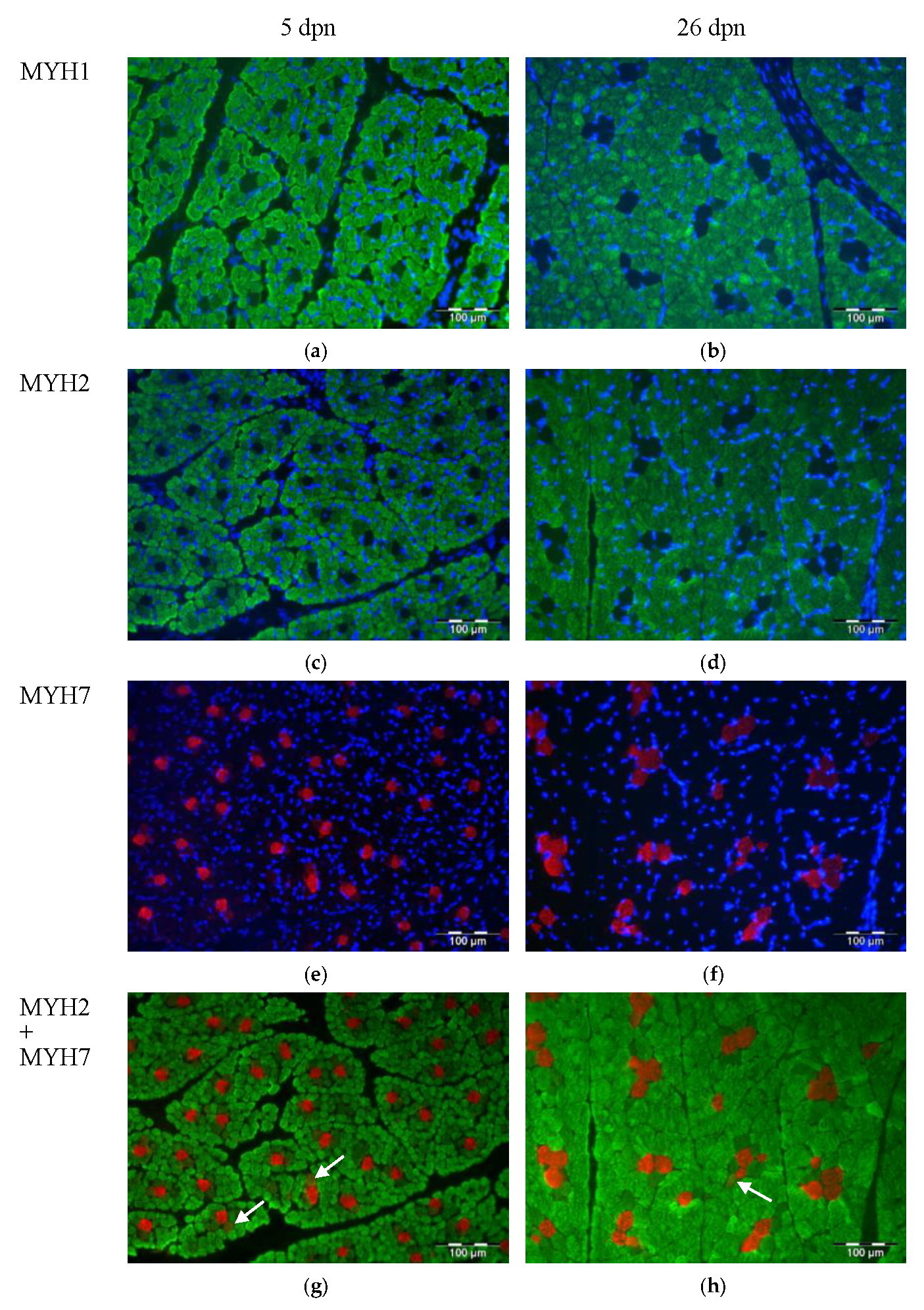 Animals 10 01976 g004 Animals 10 01976 g004