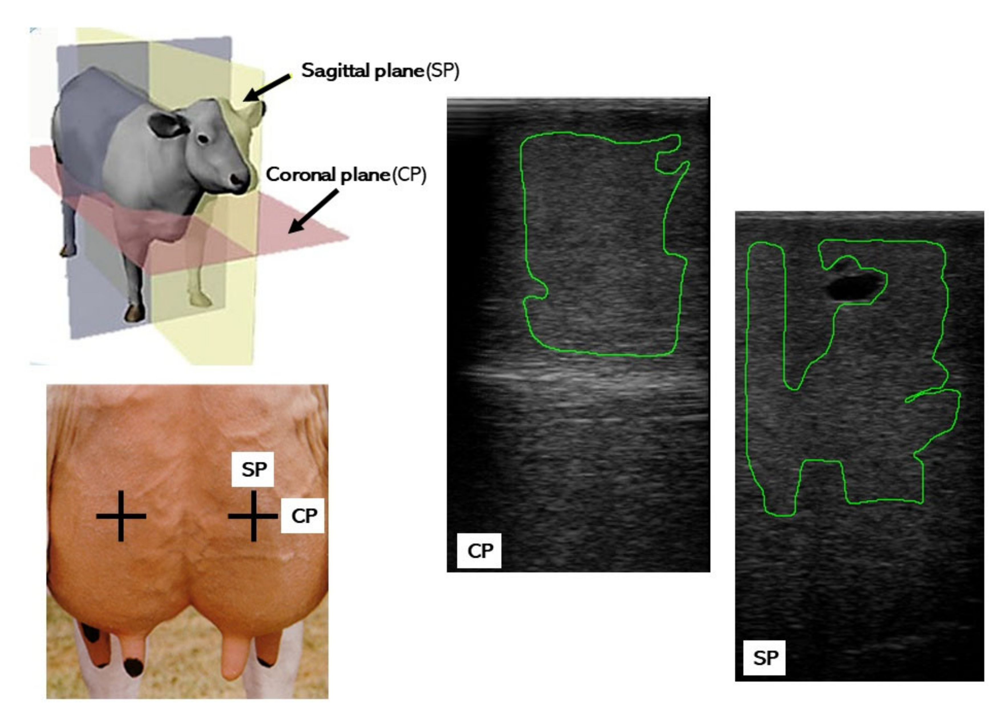 Animals | Free Full-Text | Associations between Mammary Gland Echotexture and Milk Composition in Cows Animals | Free Full-Text | Associations between Mammary Gland Echotexture and Milk Composition in Cows