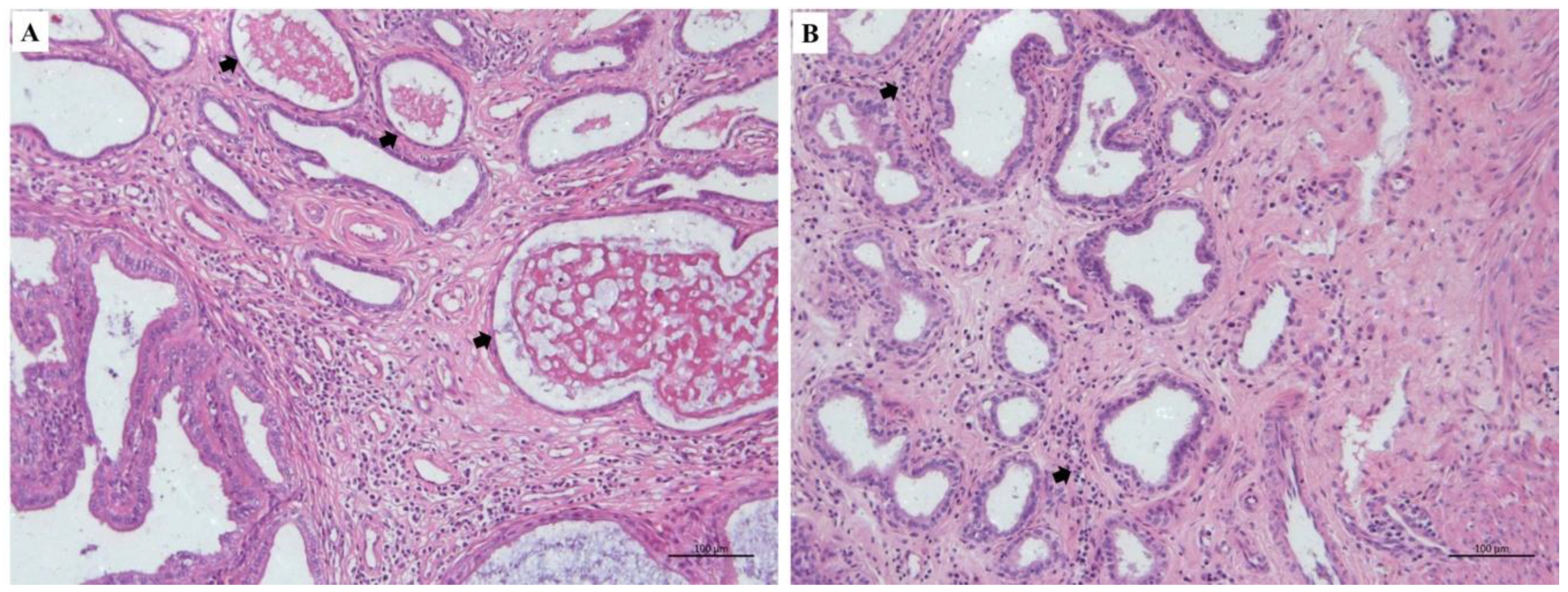 Animals | Free Full-Text | Clinical Changes and Uterine Hemodynamic in Pyometra Medically Treated Bitches Animals | Free Full-Text | Clinical Changes and Uterine Hemodynamic in Pyometra Medically Treated Bitches