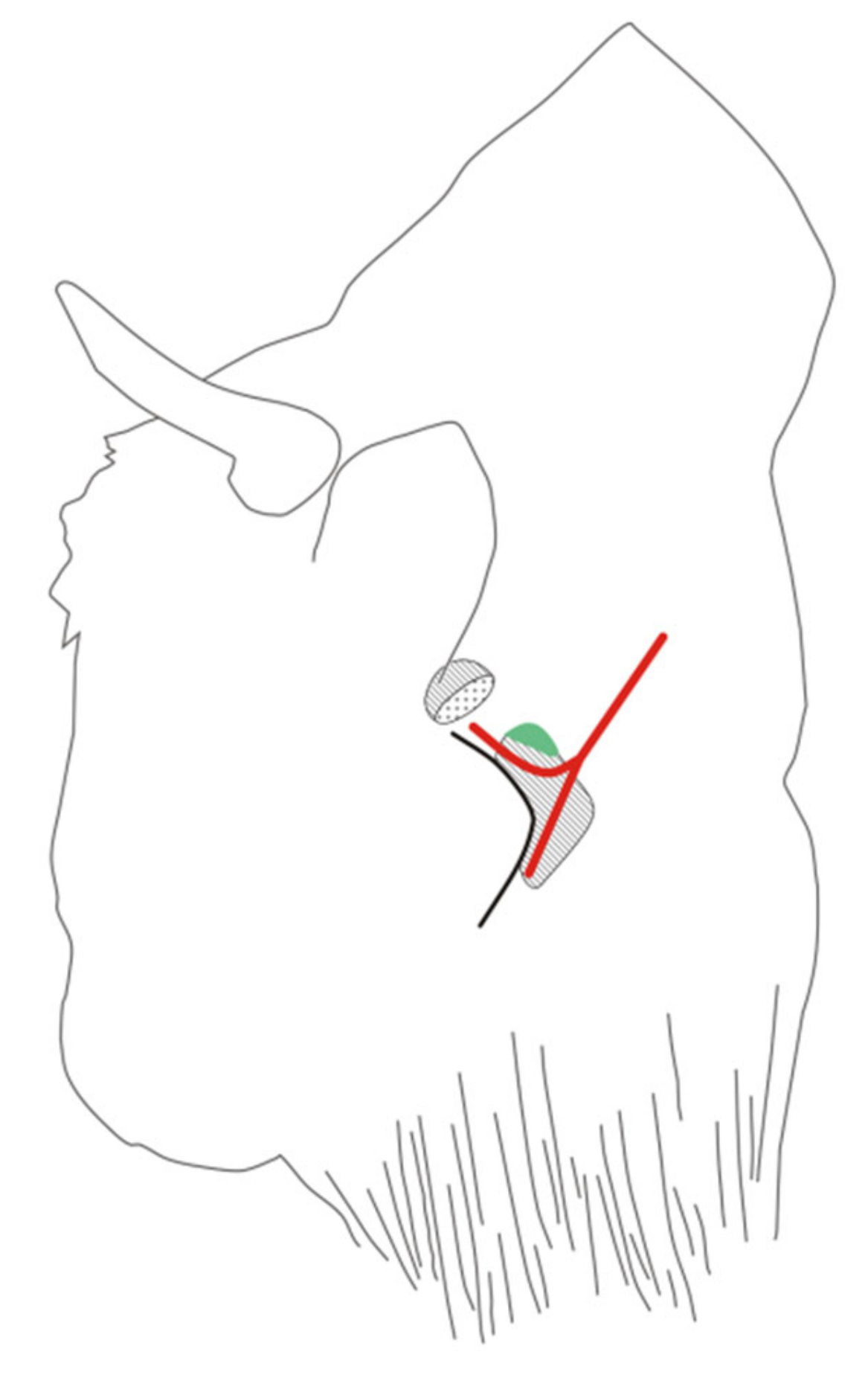 Animals 10 02017 g001