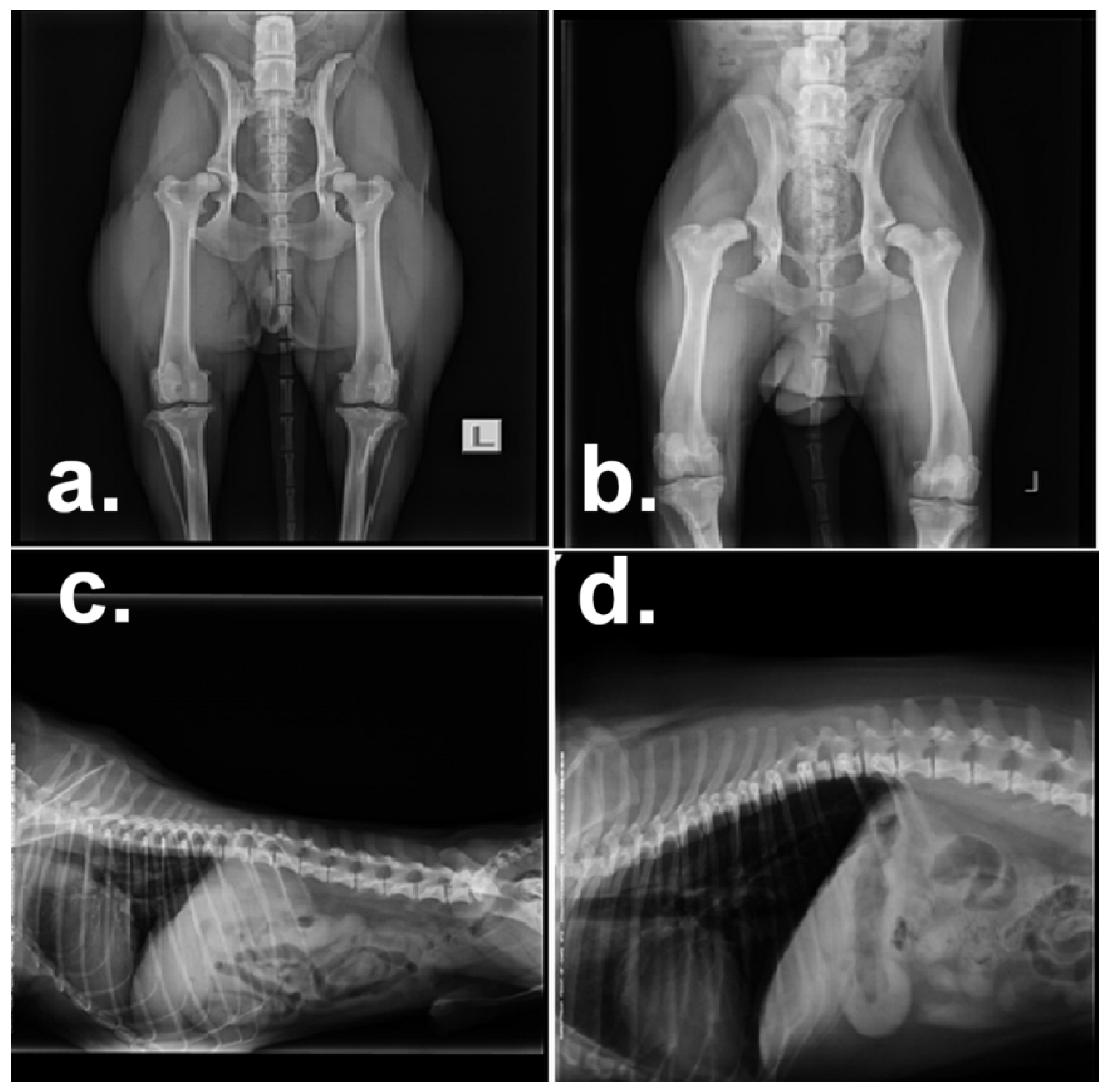 Animals 10 02036 g001 Animals 10 02036 g001