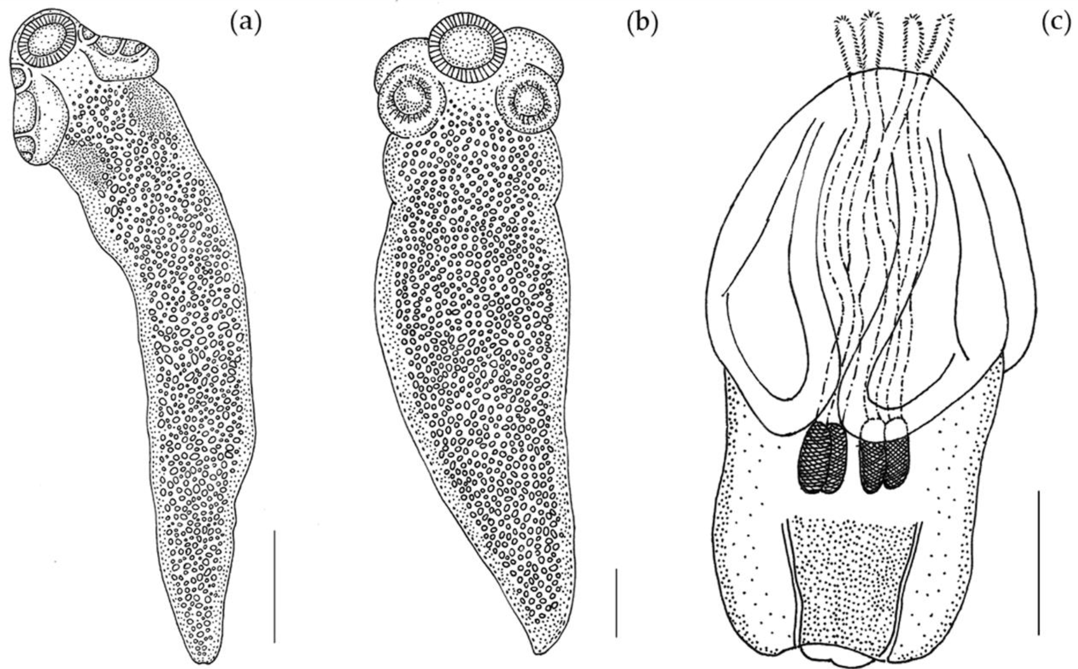 Animals 10 02038 g001 Animals 10 02038 g001