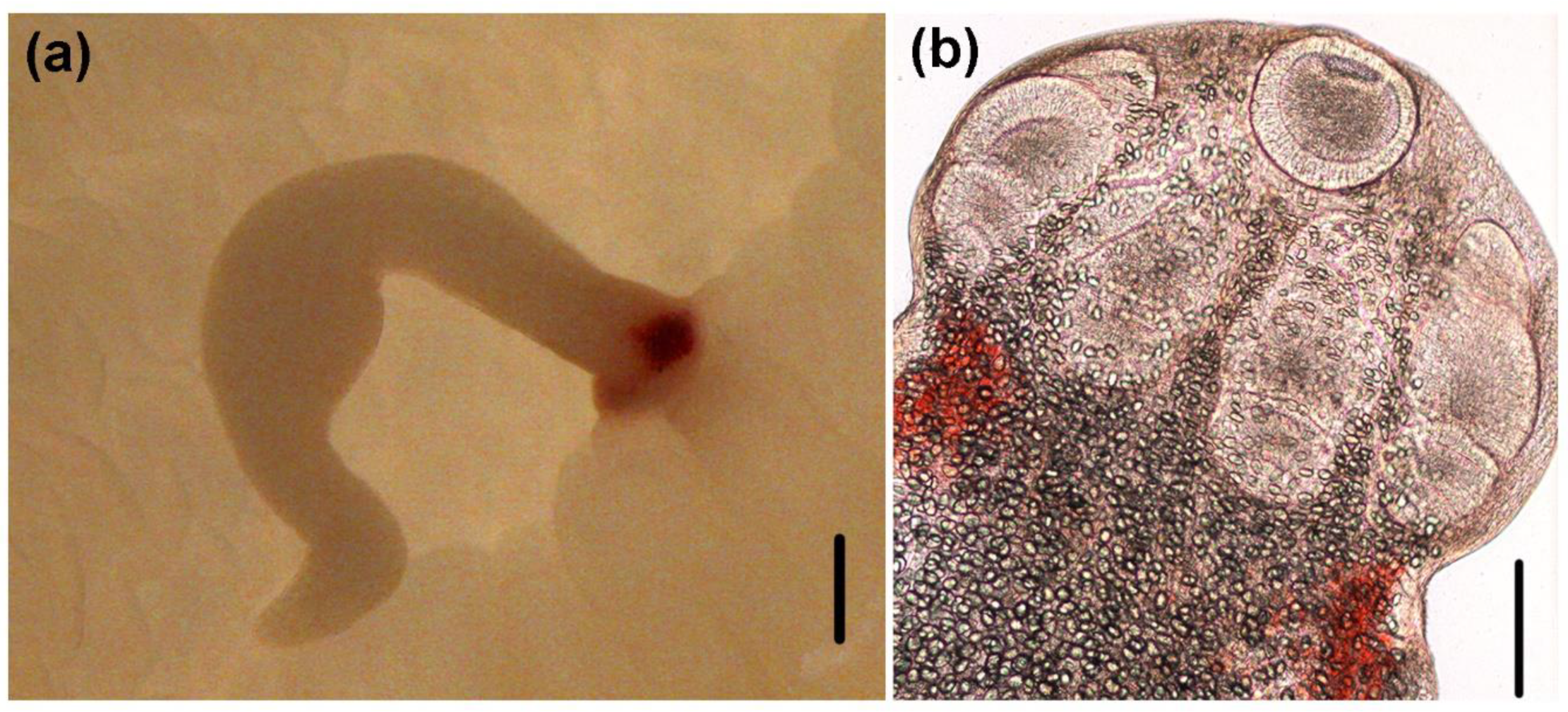 Animals 10 02038 g002 Animals 10 02038 g002