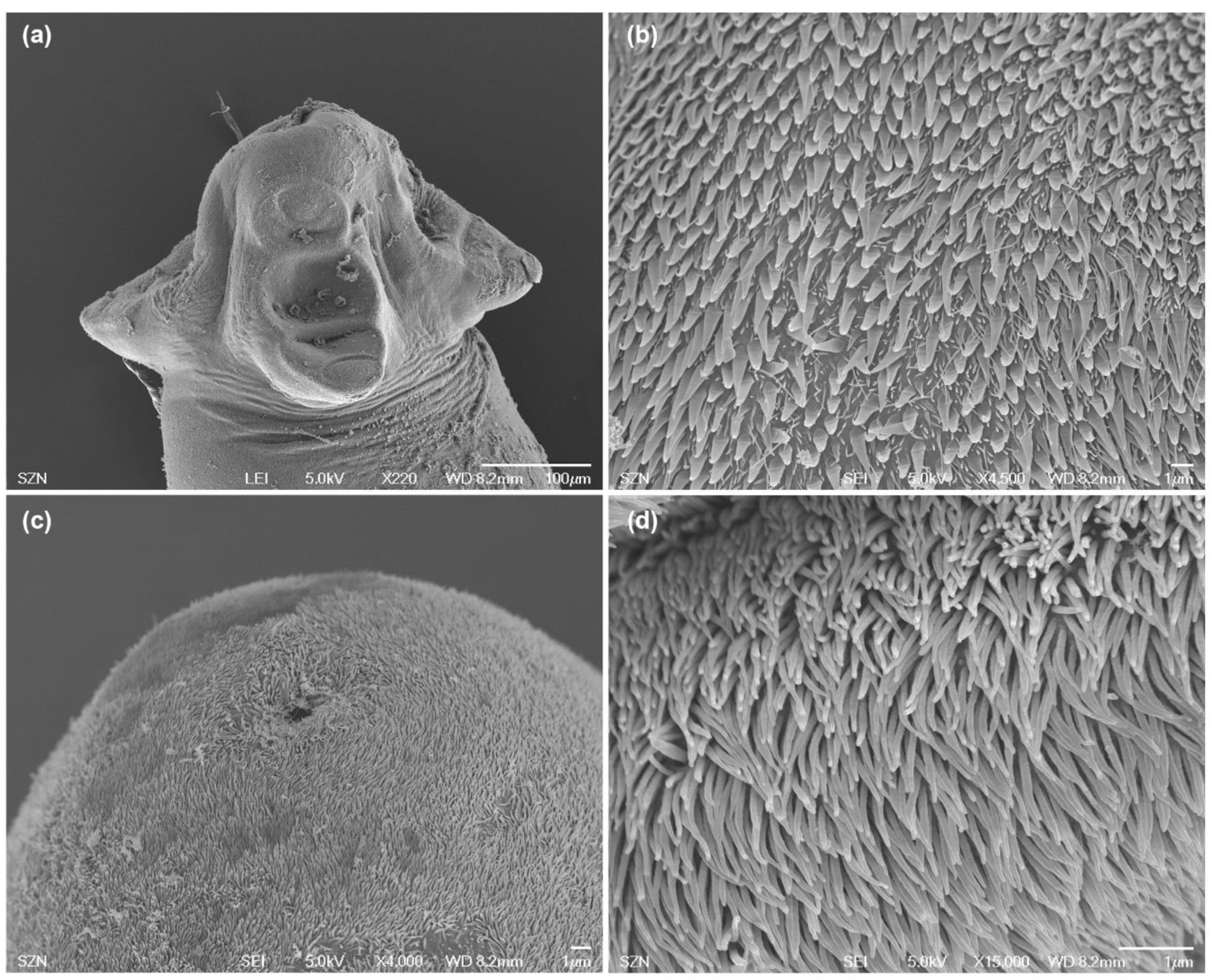 Animals 10 02038 g003 Animals 10 02038 g003