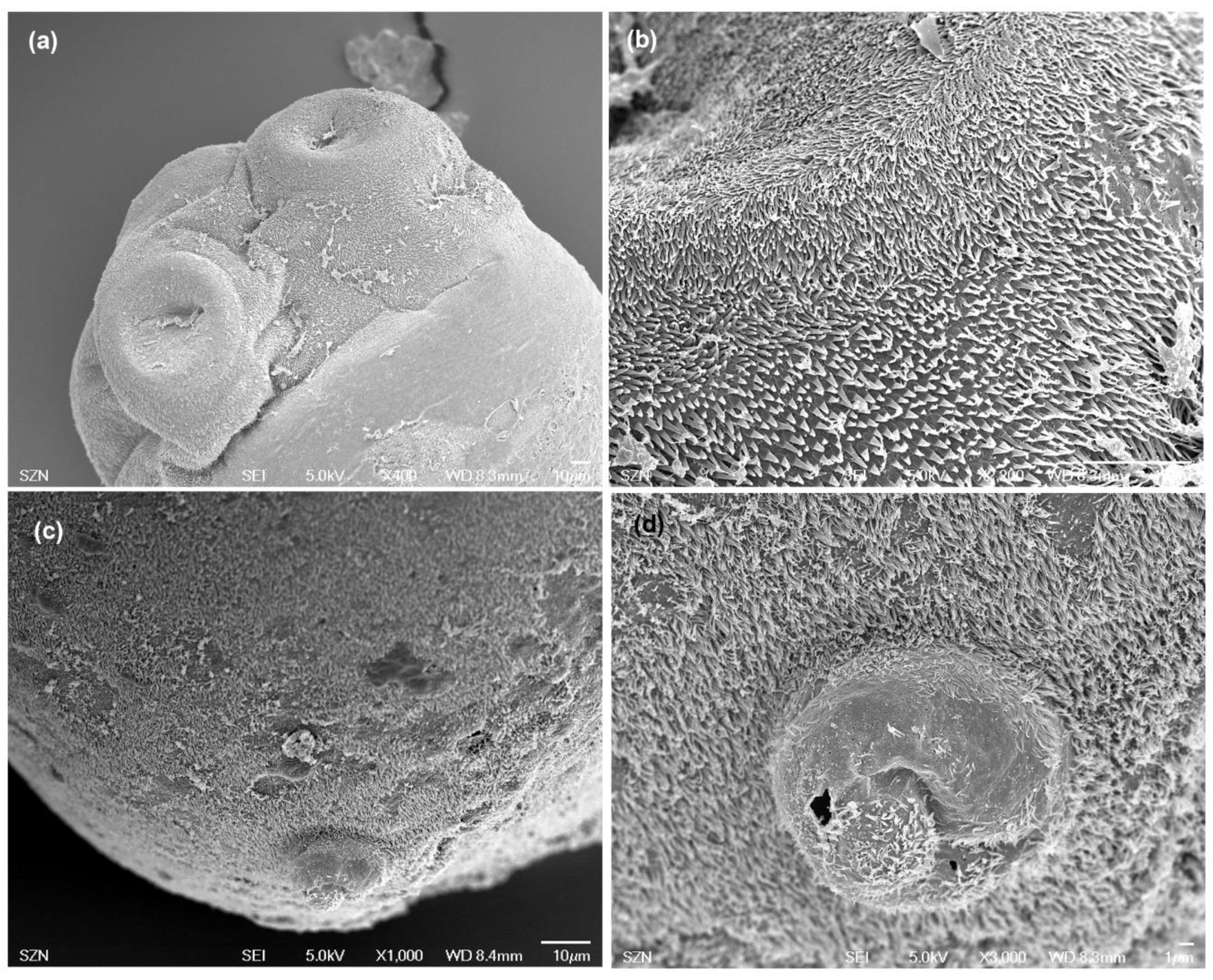 Animals 10 02038 g004 Animals 10 02038 g004