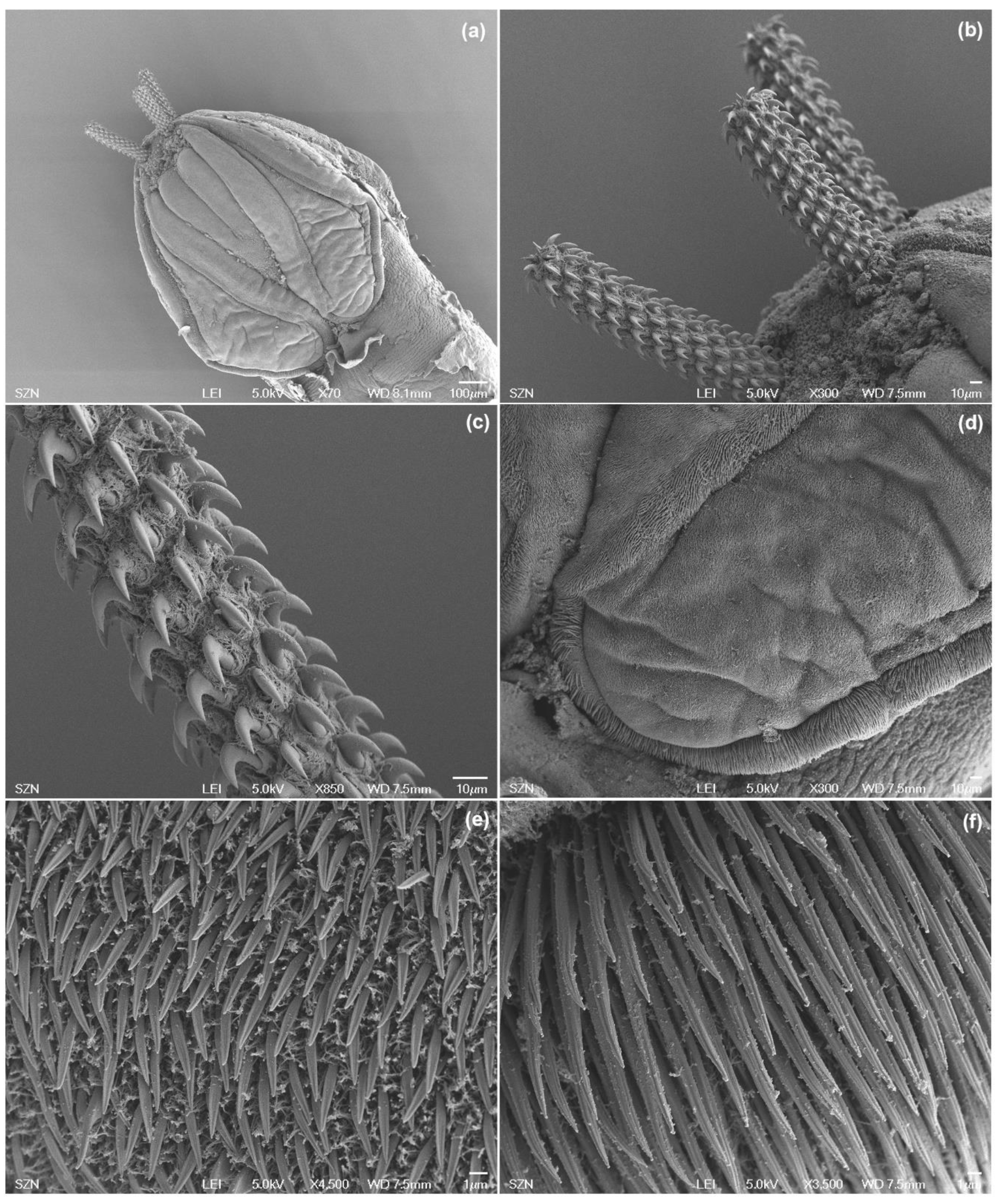 Animals 10 02038 g005 Animals 10 02038 g005