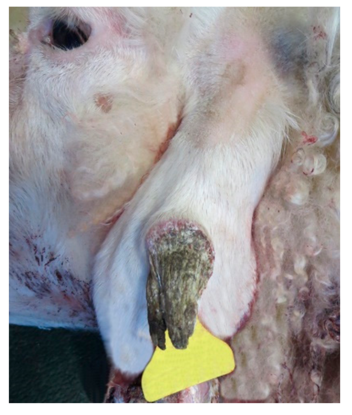 Animals 10 02039 g001