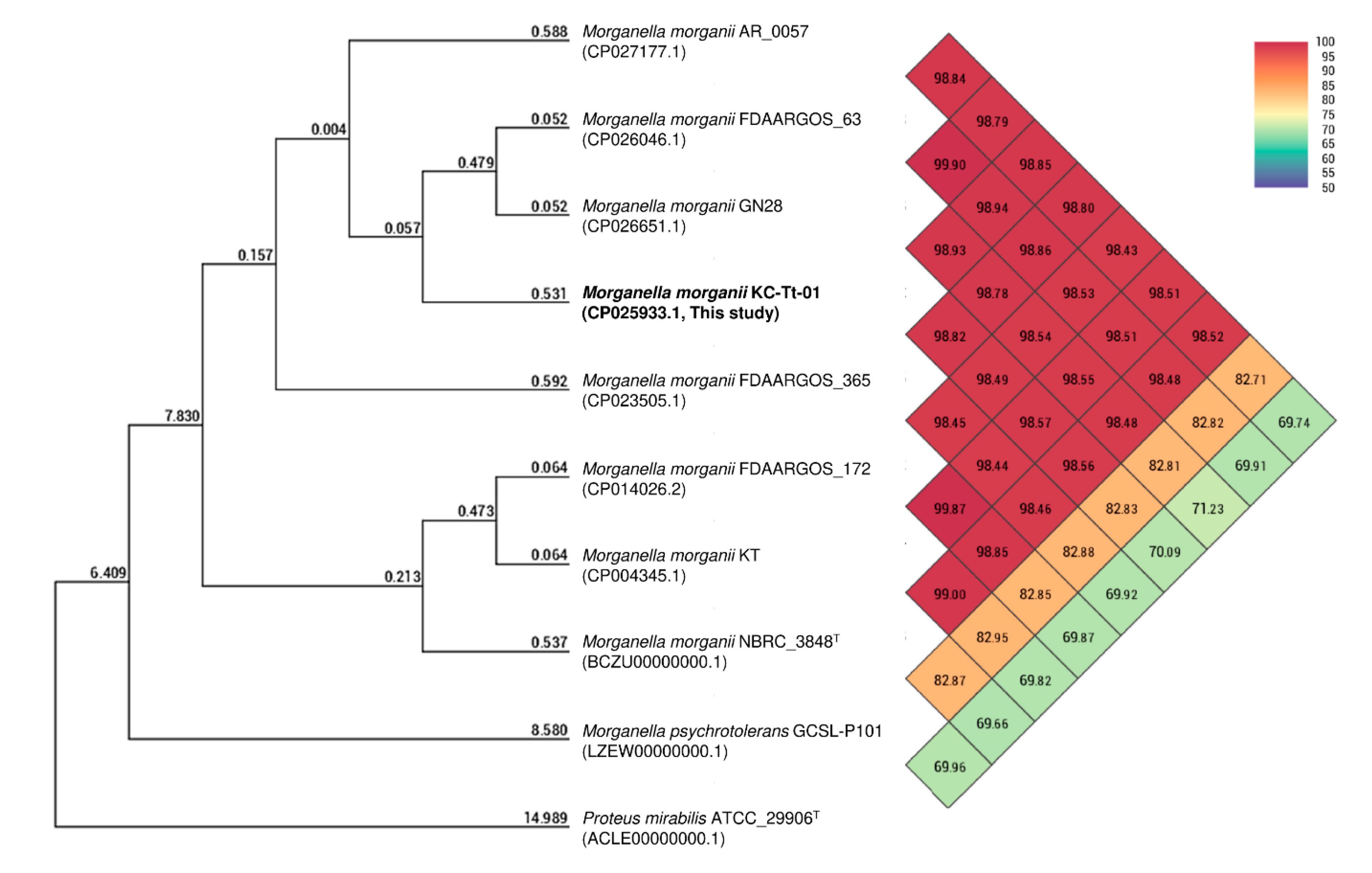 Animals Free FullText Emergence of ThirdGeneration Cephalosporin