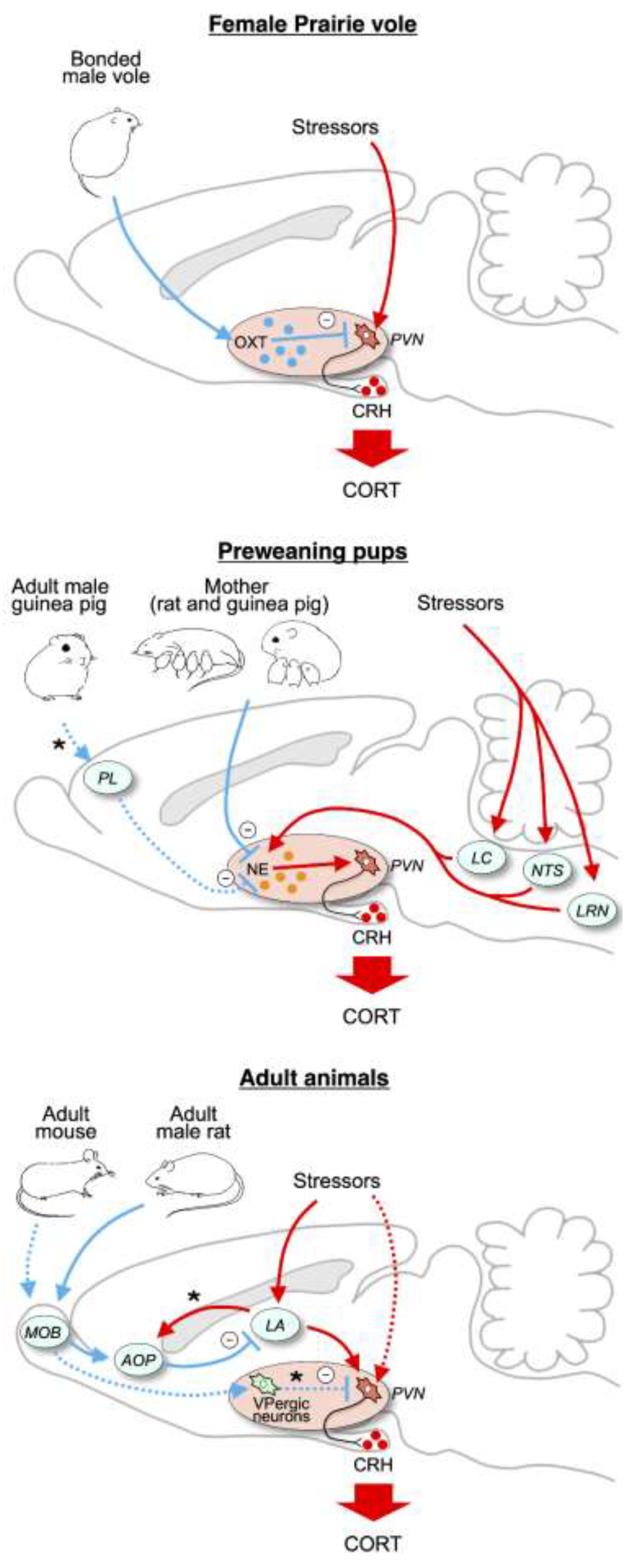 Animals 10 02061 g001